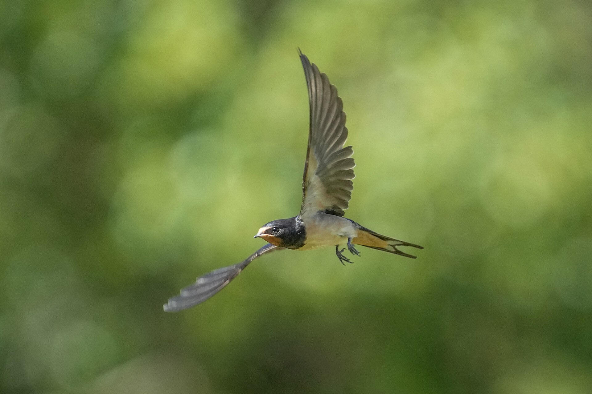 Barn Swallow Barn Swallow ()