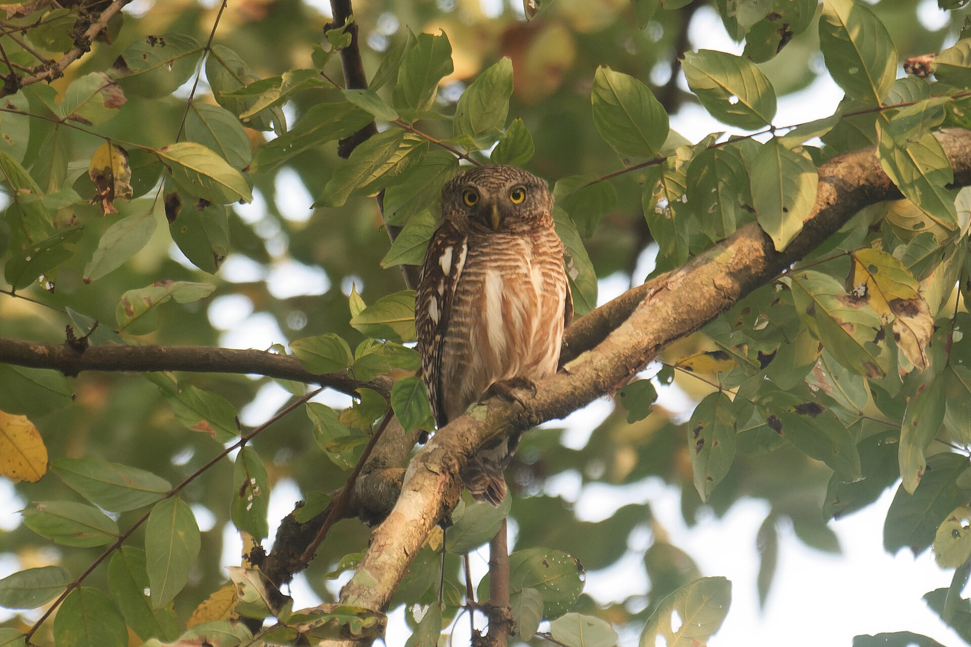 Barred Owl Call ()
