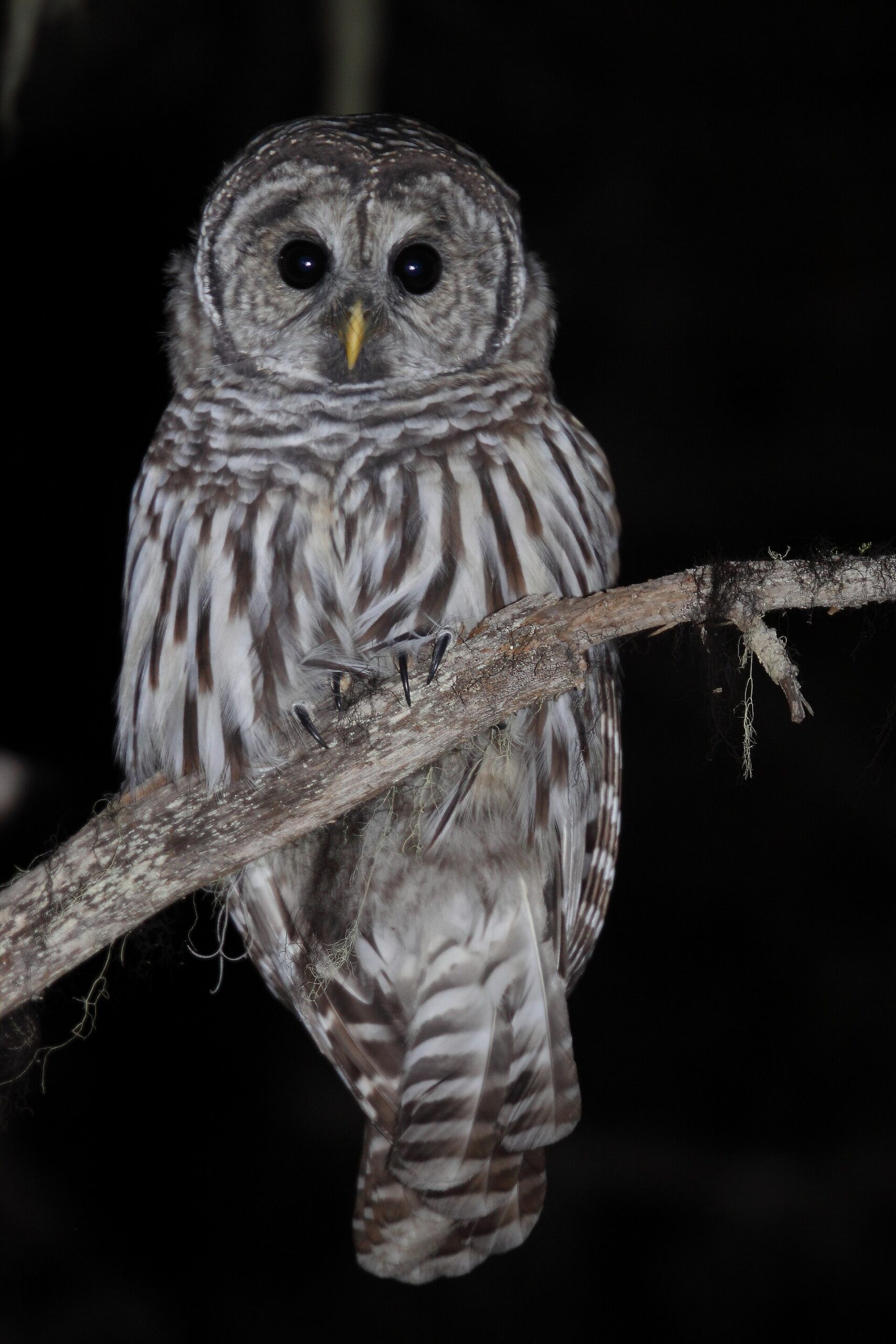 Barred Owl Barred Owl ()