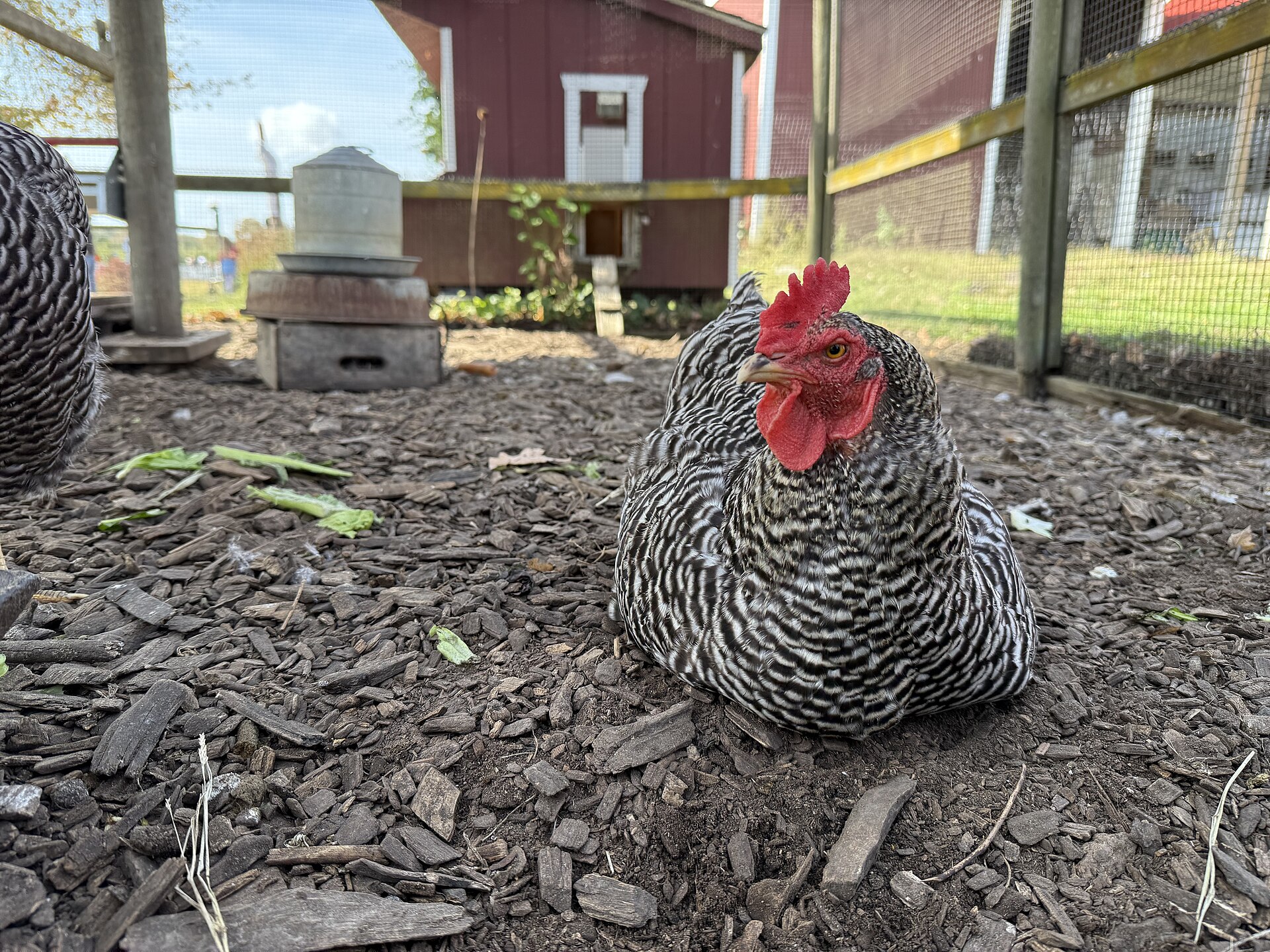 Barred Rock Chicken ()