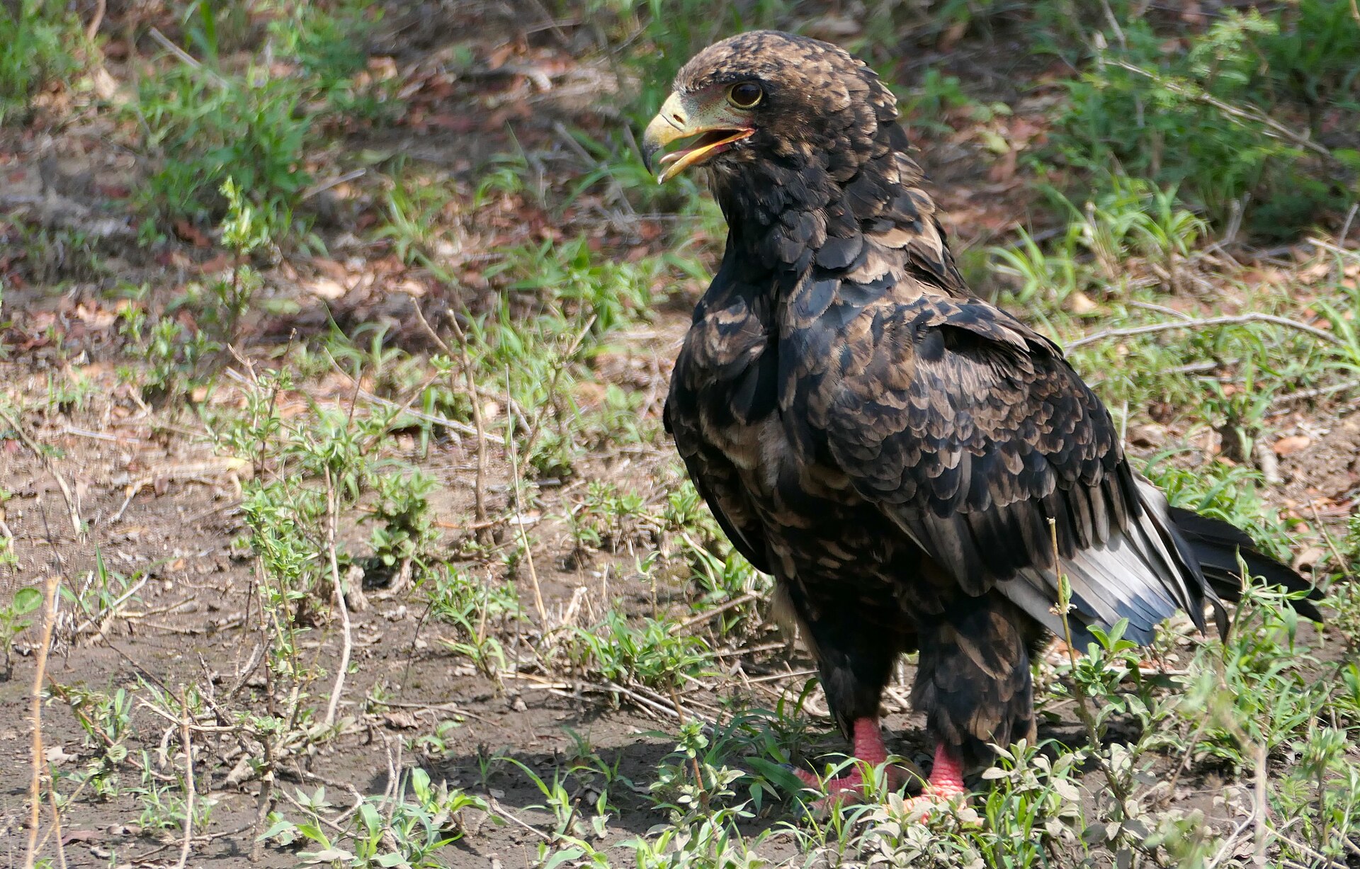 Bateleur Eagle (Terathopius ecaudatus)
