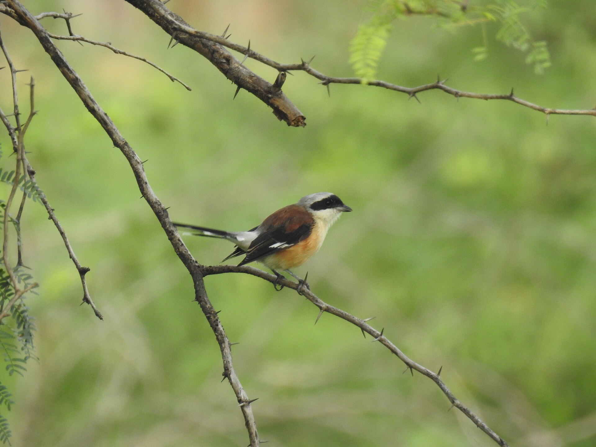 Bay-backed Shrike (Lanius vittatus)