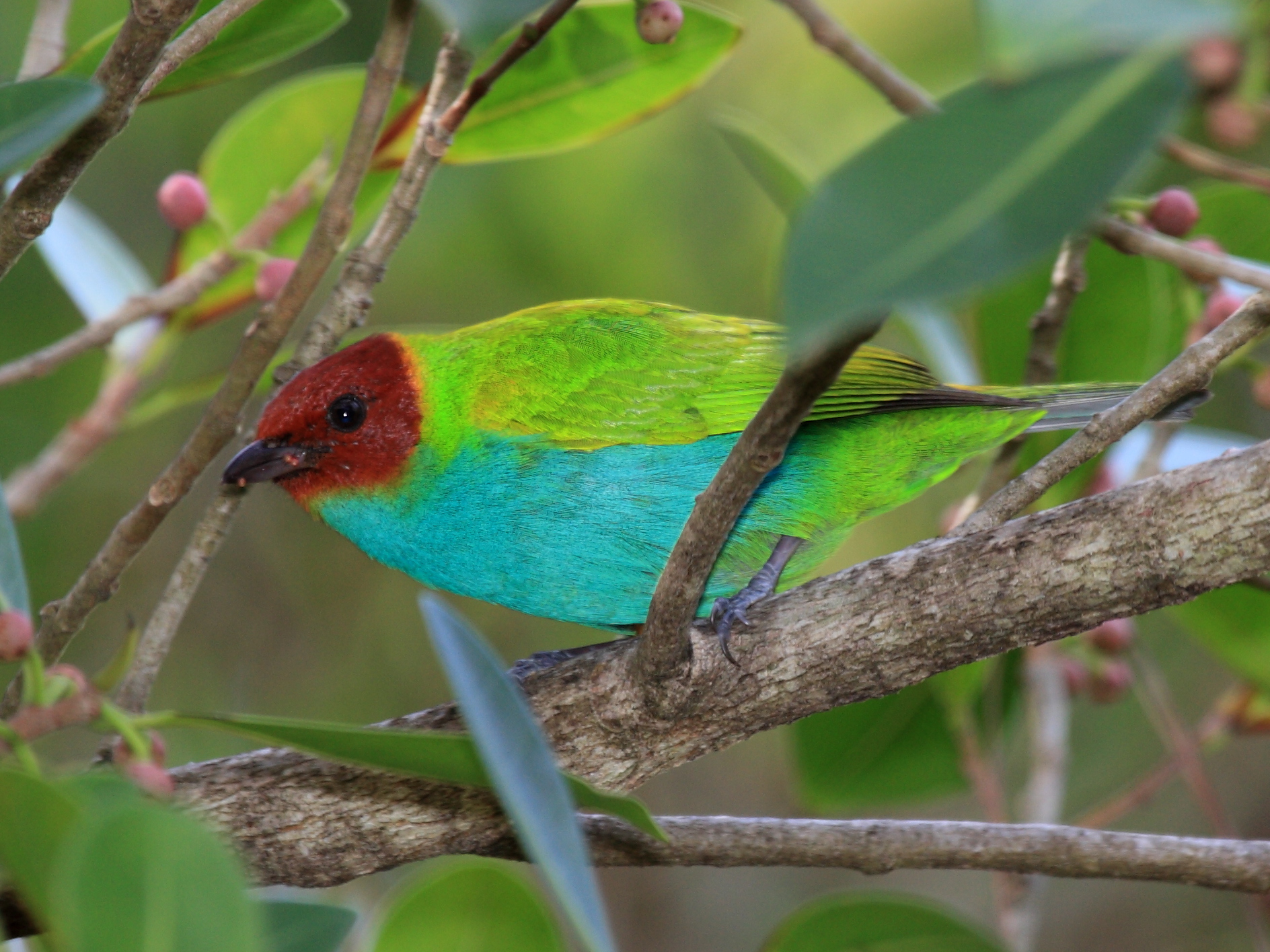 Bay-Headed Tanager ()