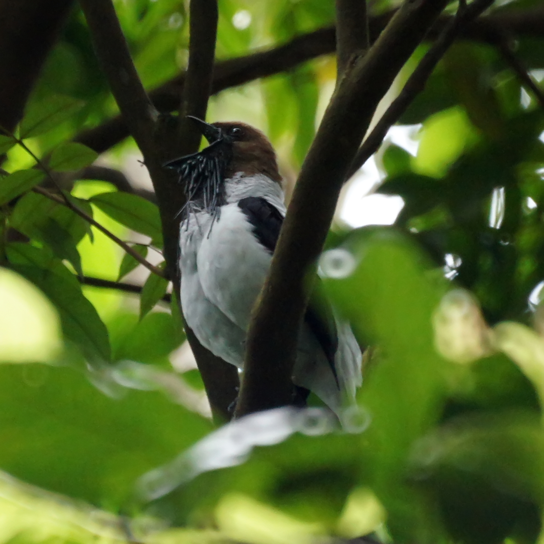 Bearded Bellbird (Procnias averano)