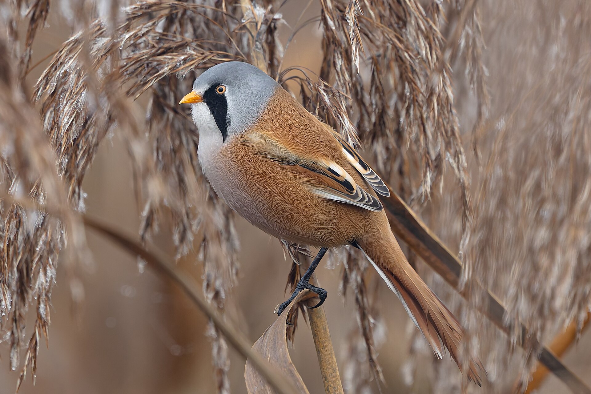 Bearded Tit (Panurus biarmicus)
