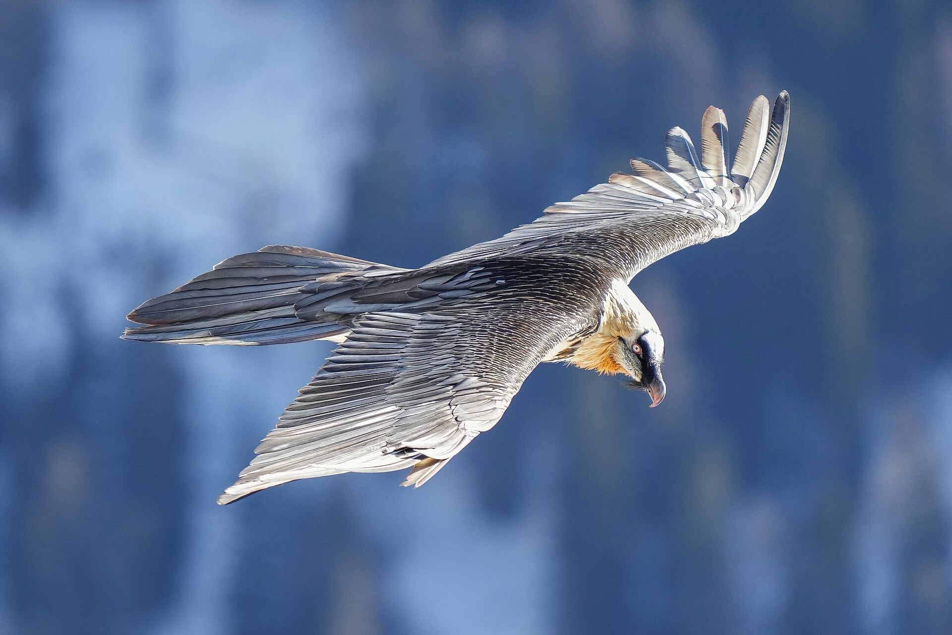 Bearded Vulture (Gypaetus barbatus)