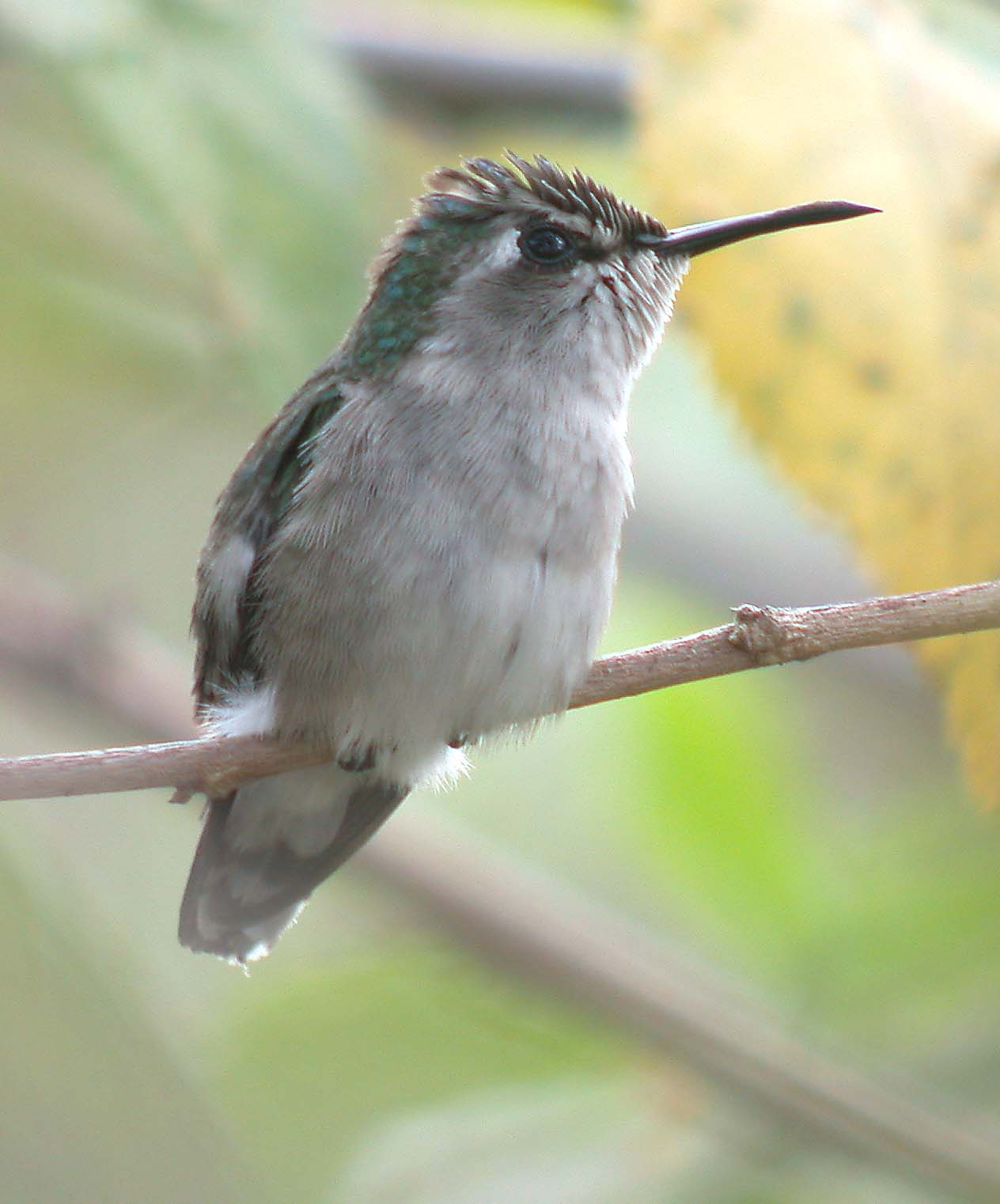 Bee Hummingbird (Mellisuga helenae)