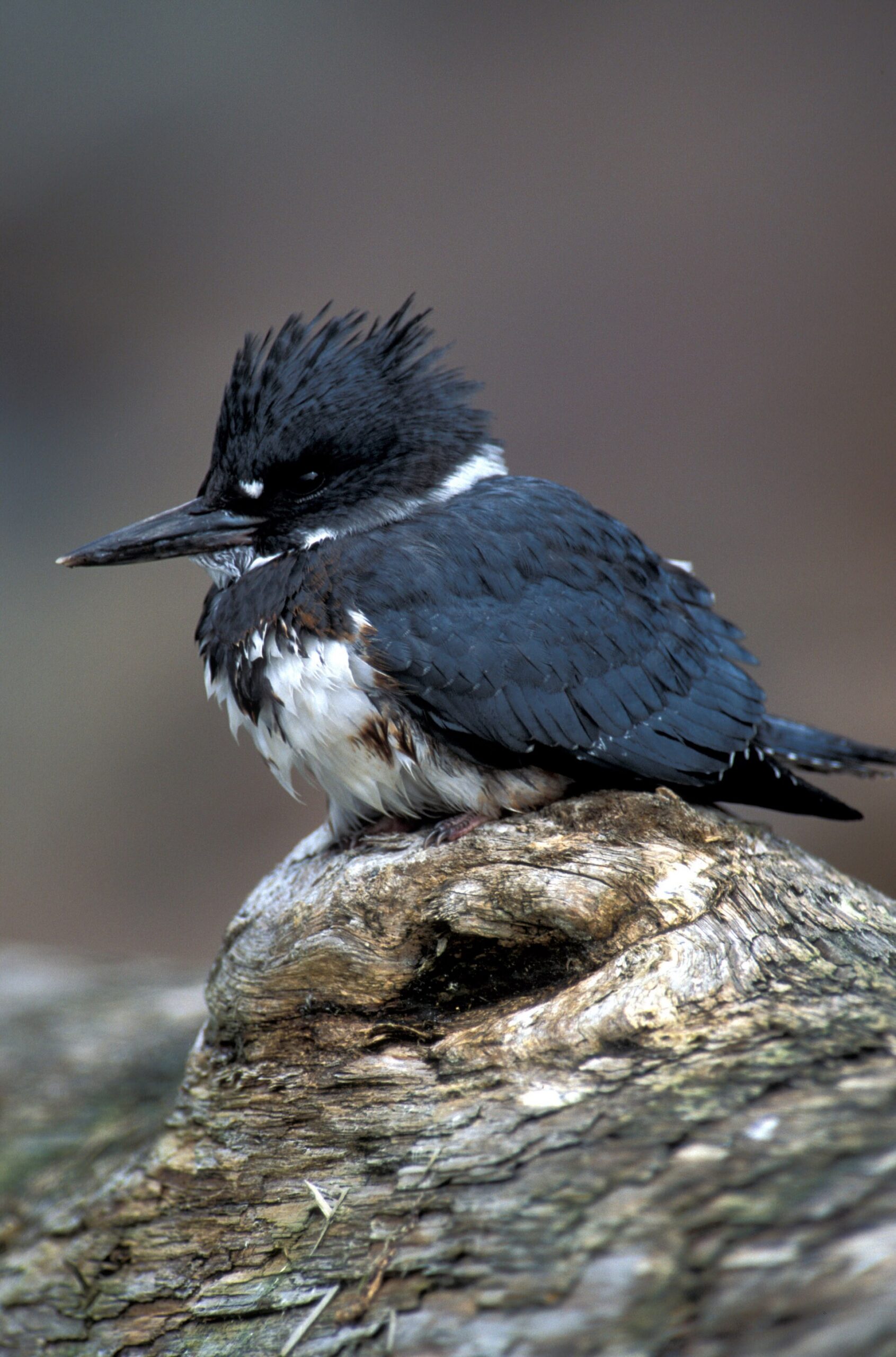 belted kingfisher habitat scaled