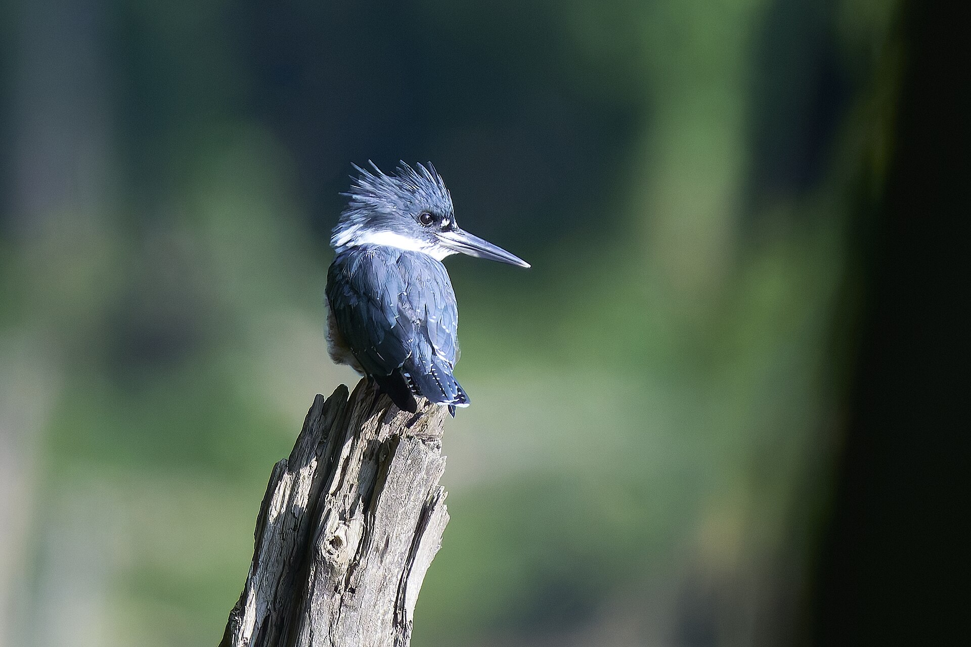 belted kingfisher