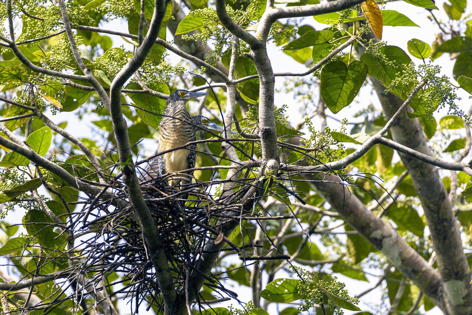 Bittern Observation (Zonerodius heliosylus)