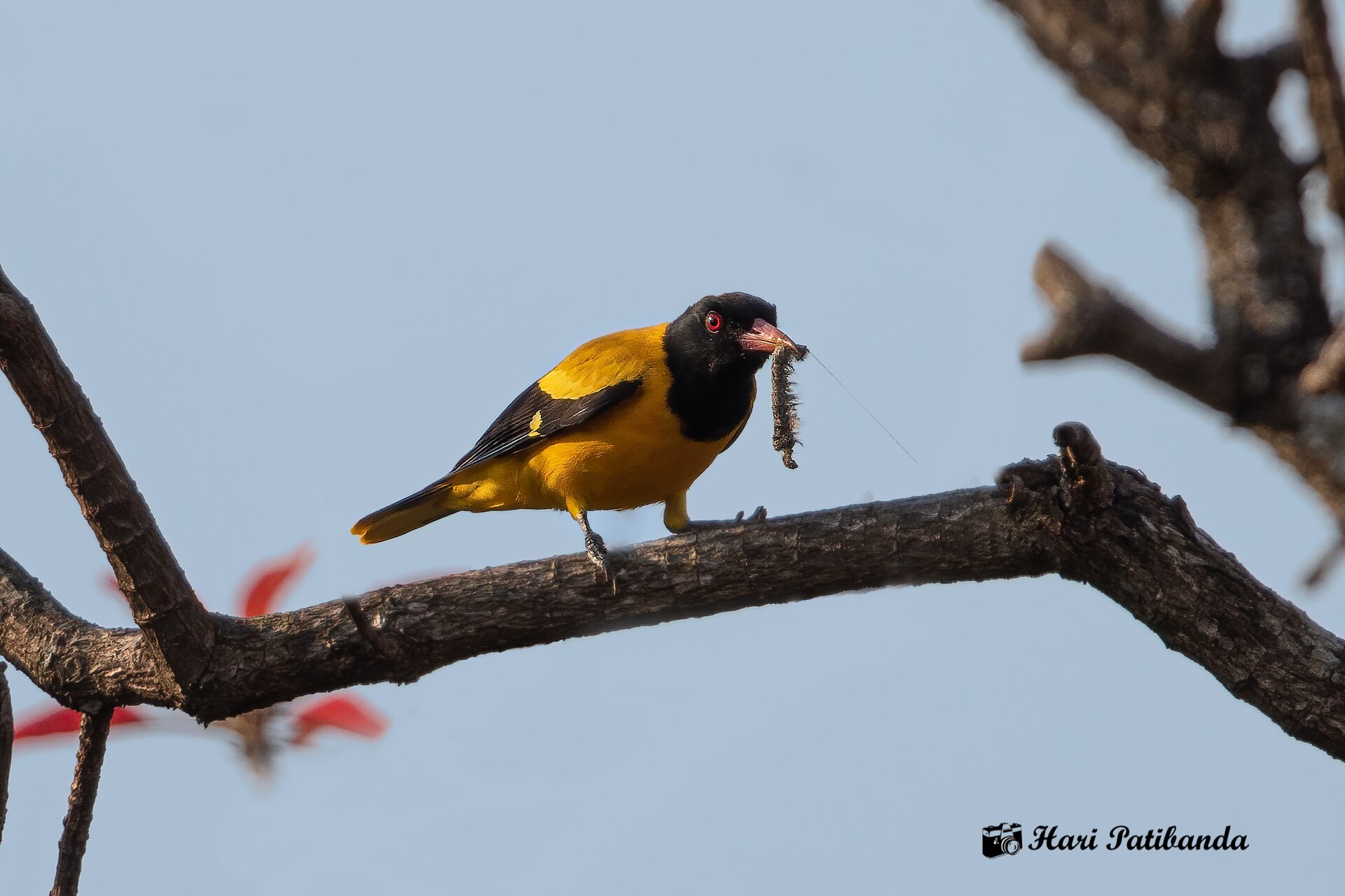 Black-backed Oriole Black-backed Oriole (Icterus abeillei)