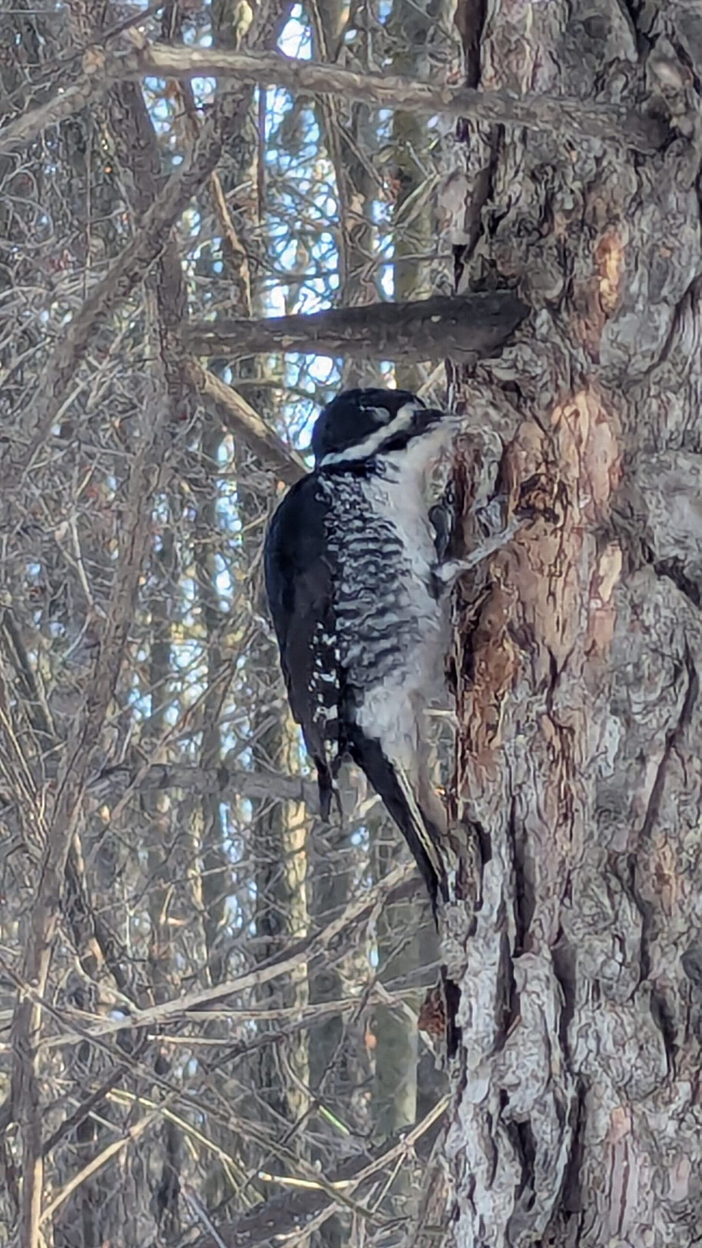 Black-backed Woodpecker ()