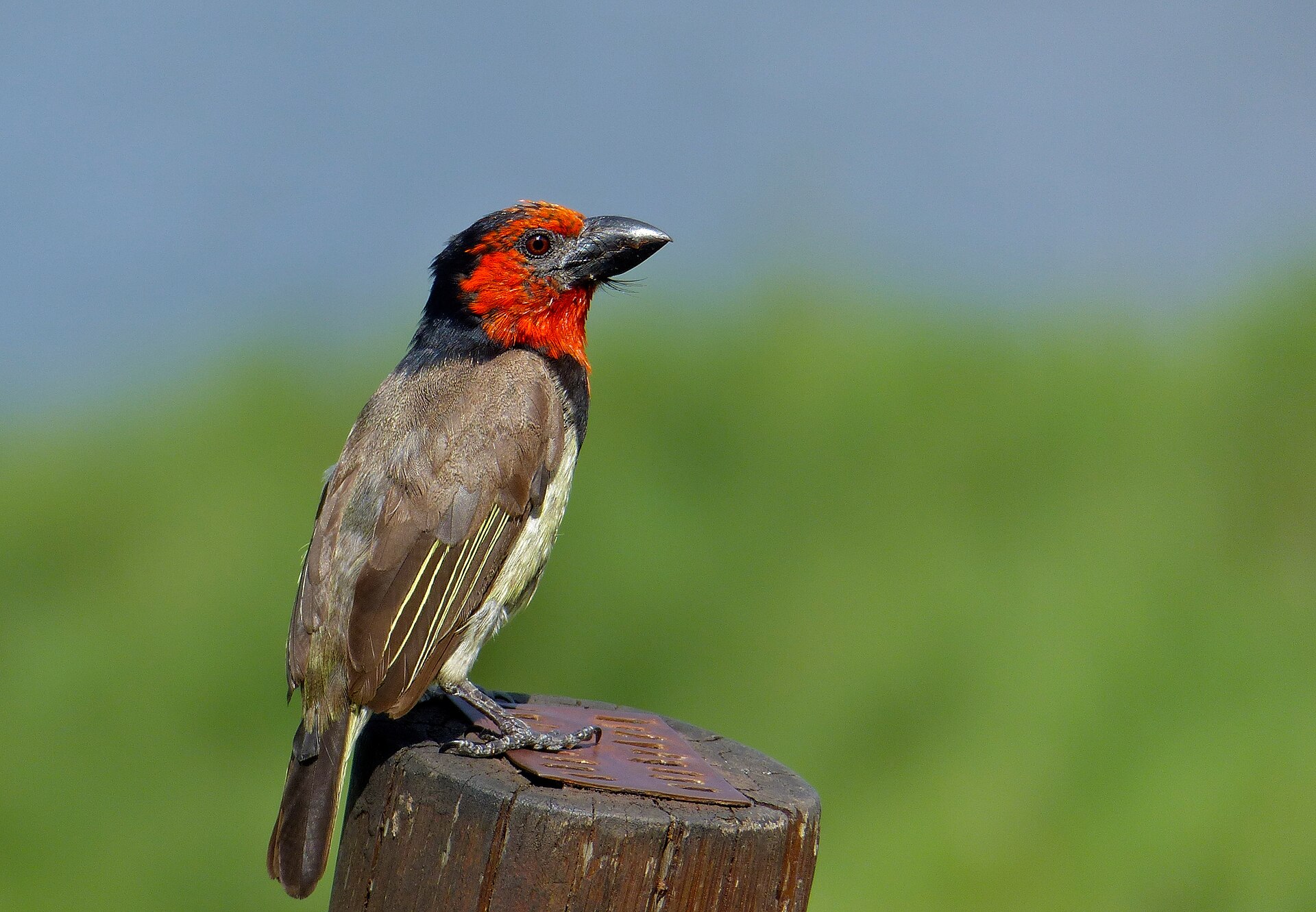 Black Barbet (Lybius torquatus)