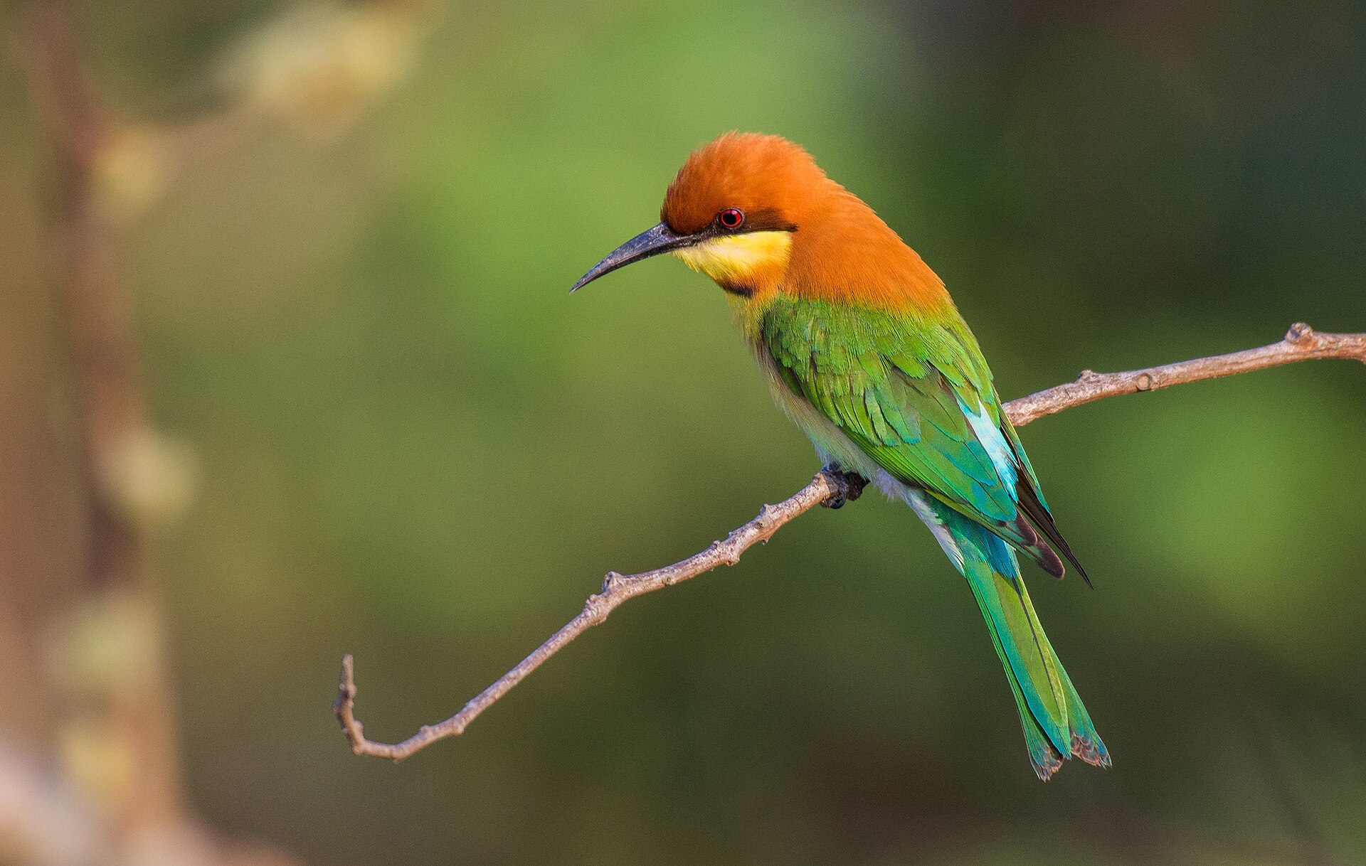 Black Bee-eater (Merops gularis)
