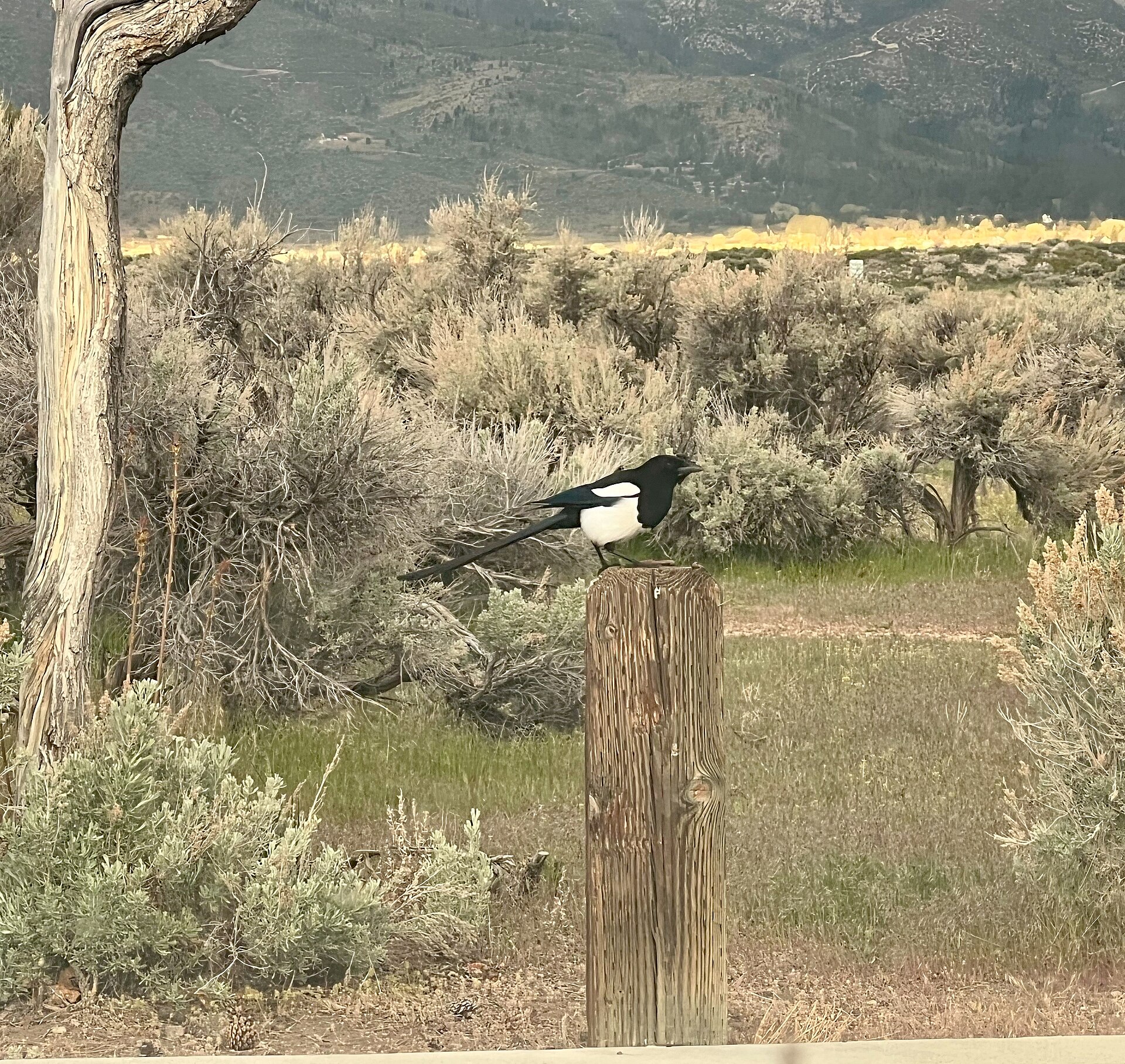 Black-billed Magpie (Pica hudsonia)