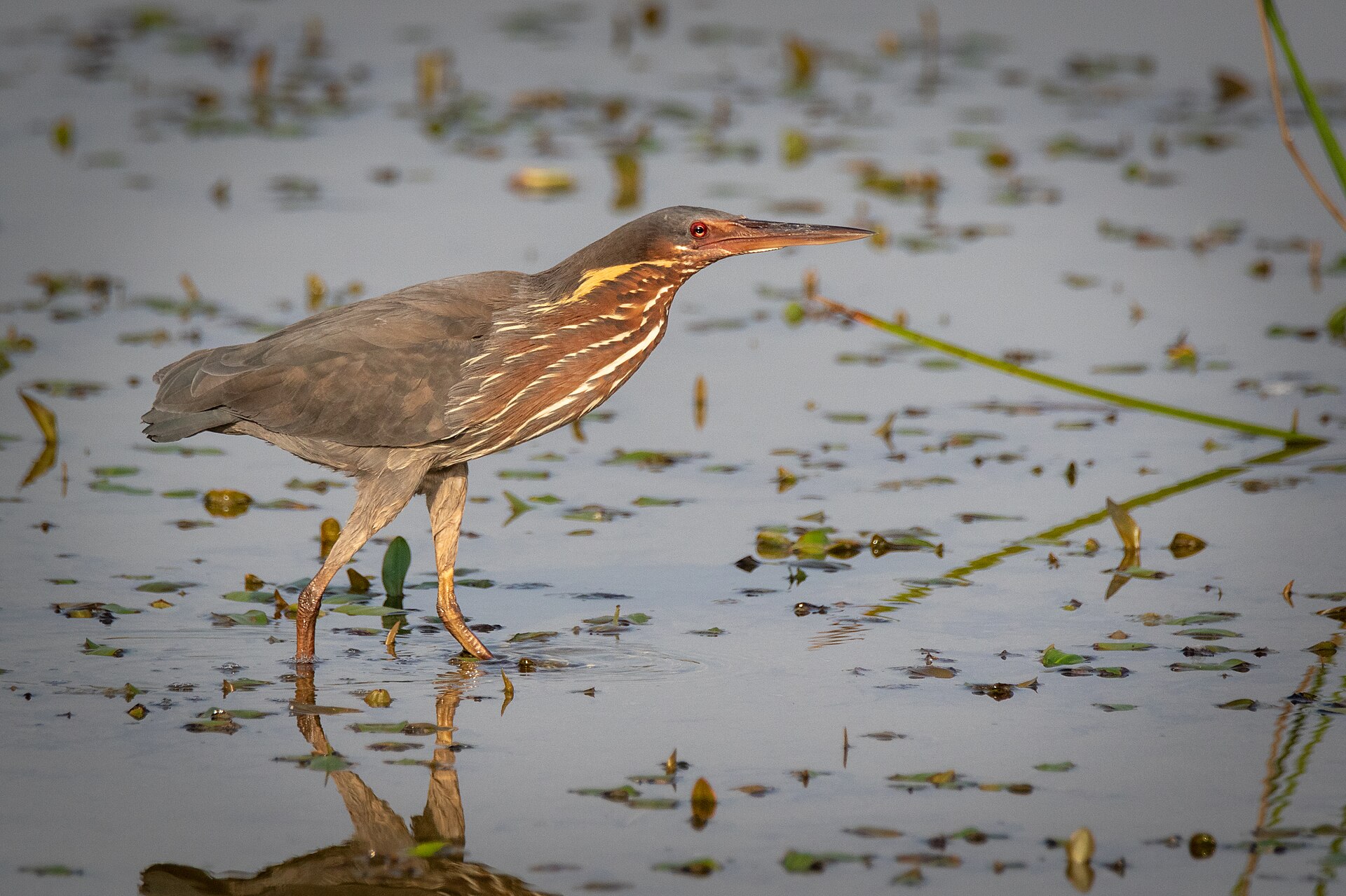 Black Bittern Black Bittern (Ixobrychus flavicollis)