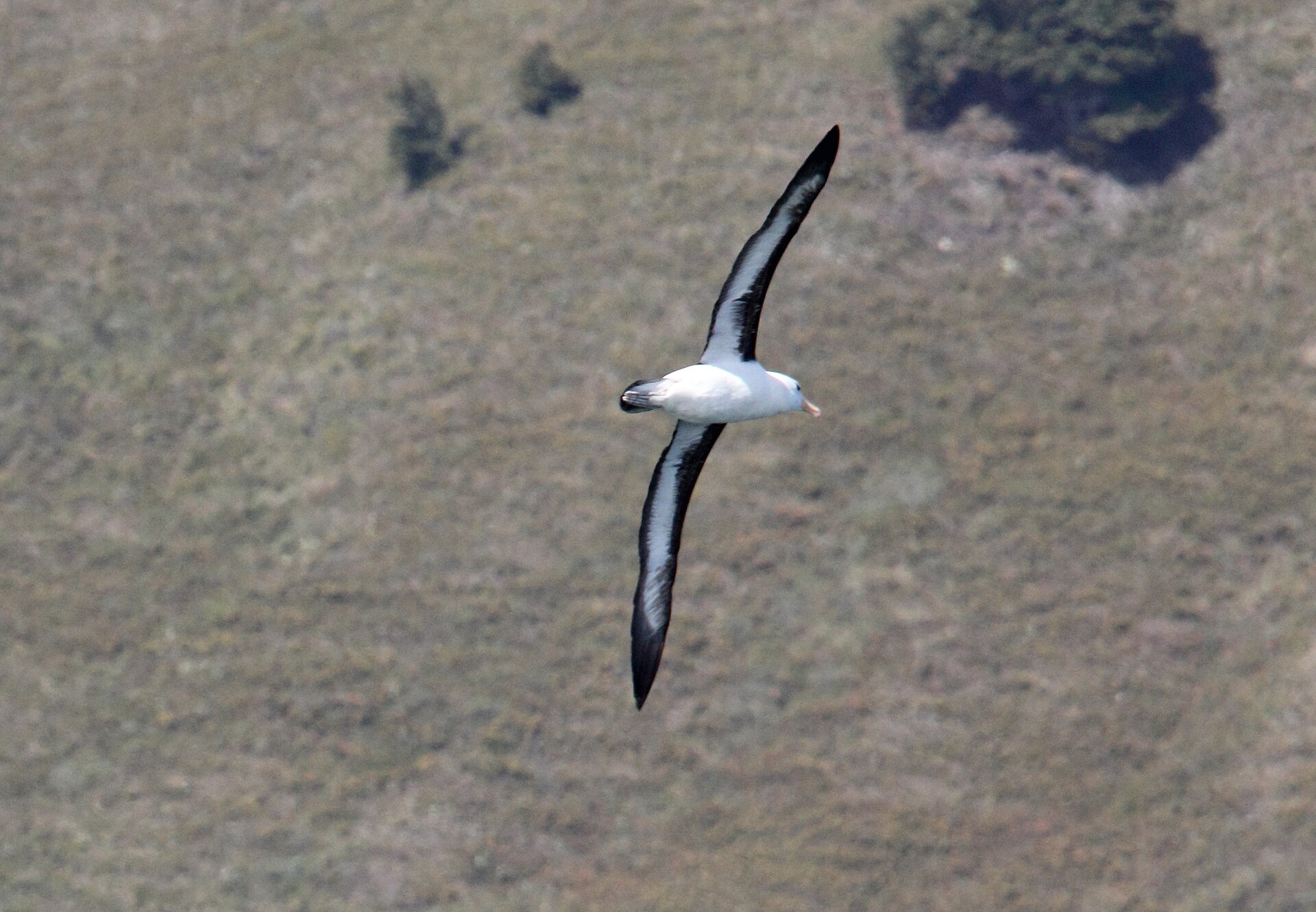 Black-browed Albatross Black-browed Albatross (Thalassarche melanophris)