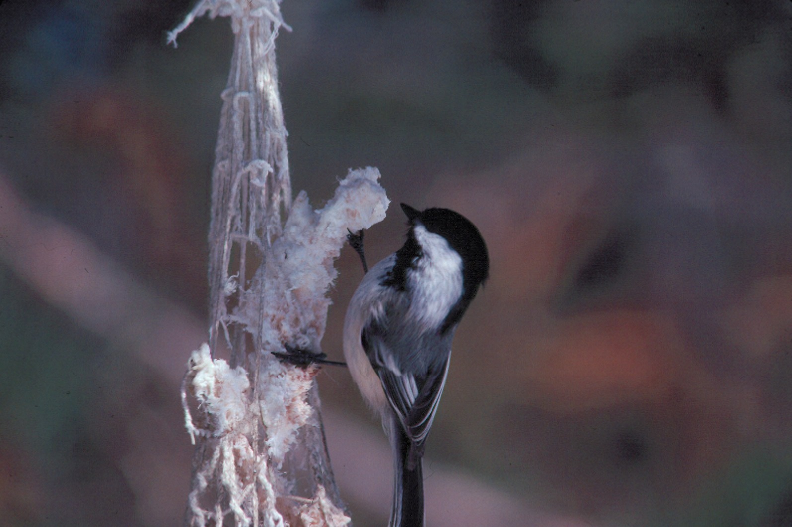 Black-capped Chickadee Behavior ()