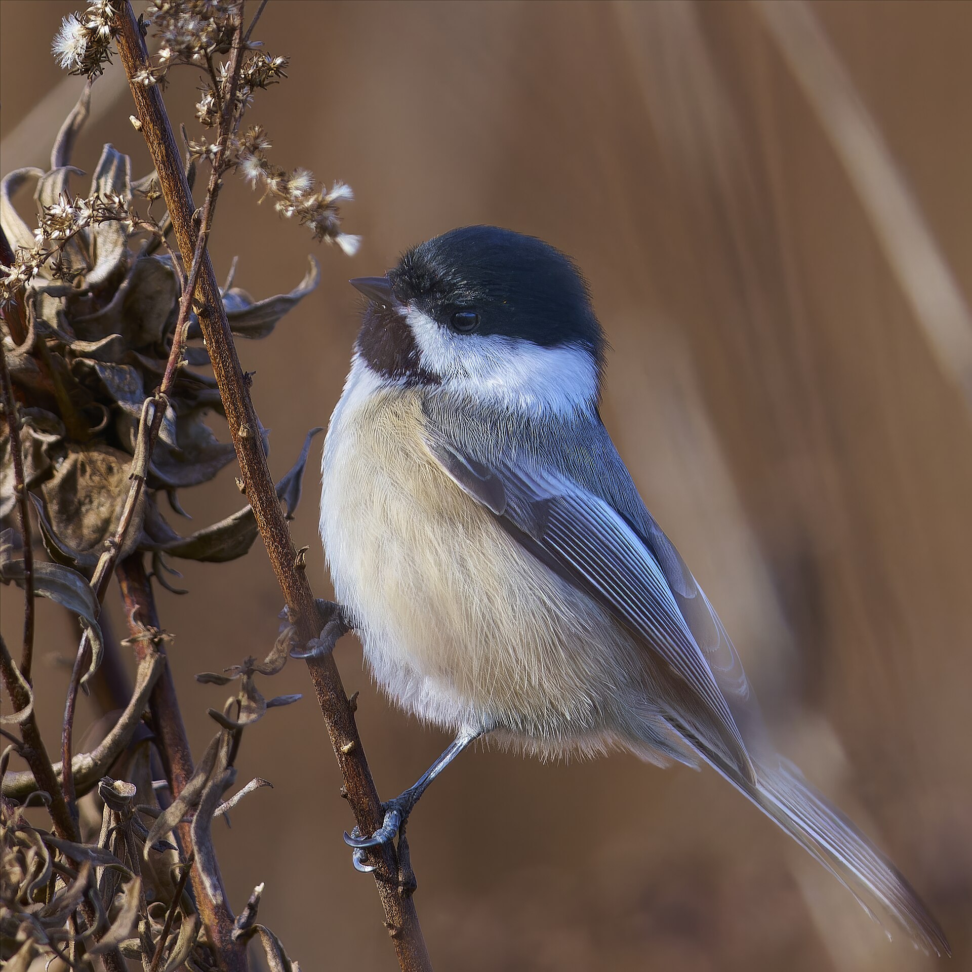 Black-Capped Chickadee ()