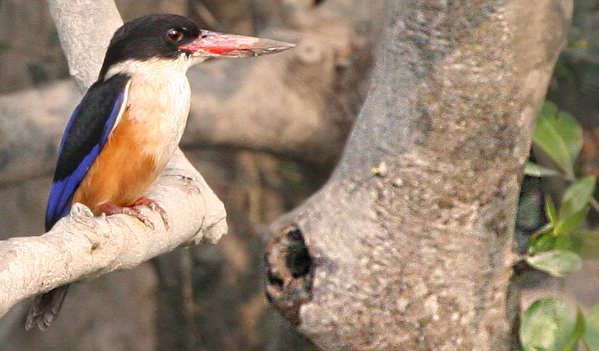 black capped kingfisher