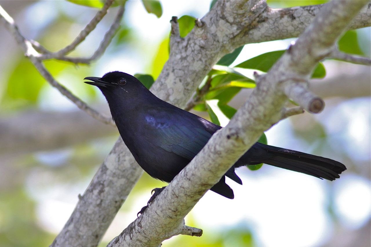 Black Catbird Black Catbird ()