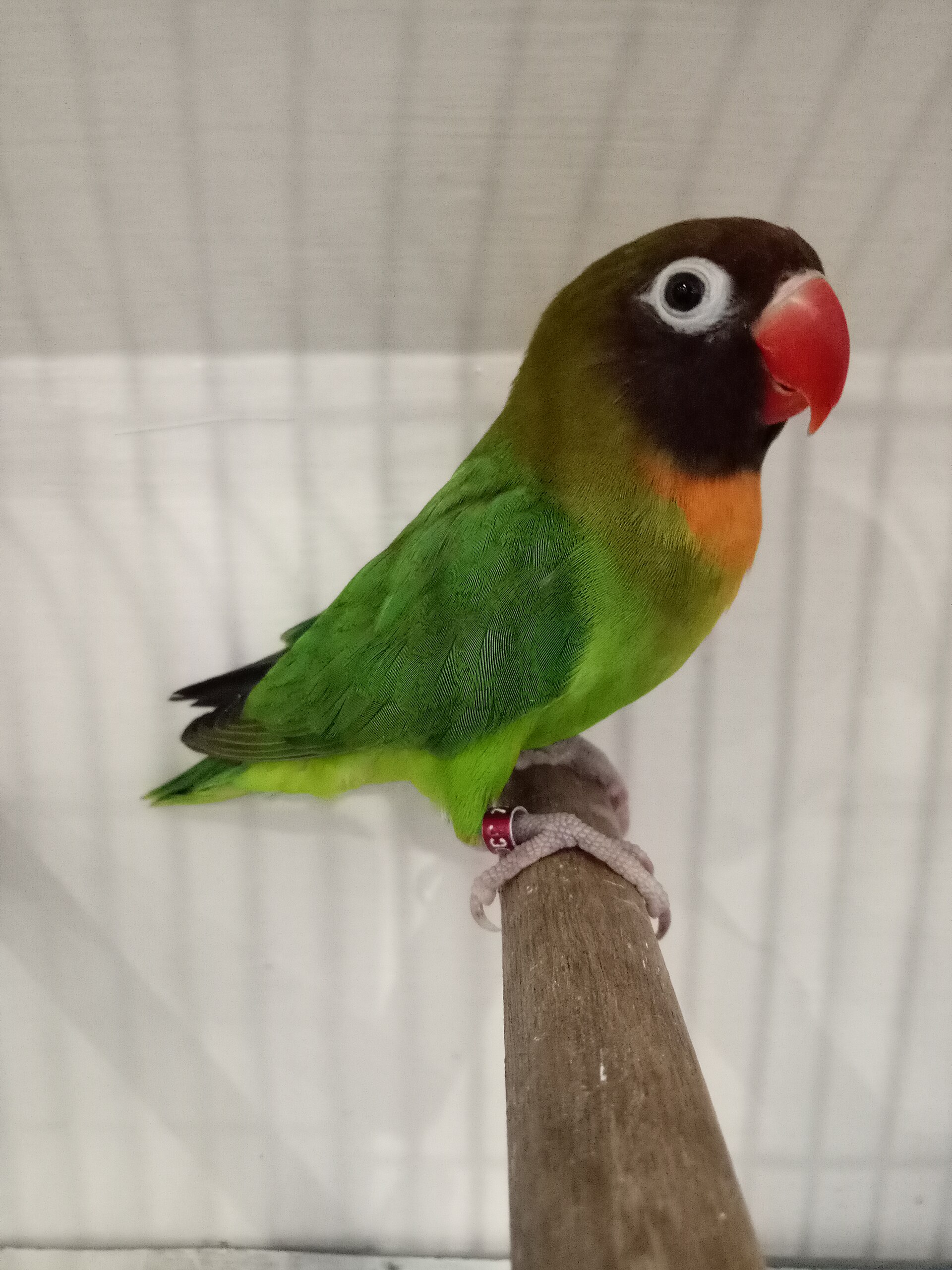 Black Cheeked Lovebird ()