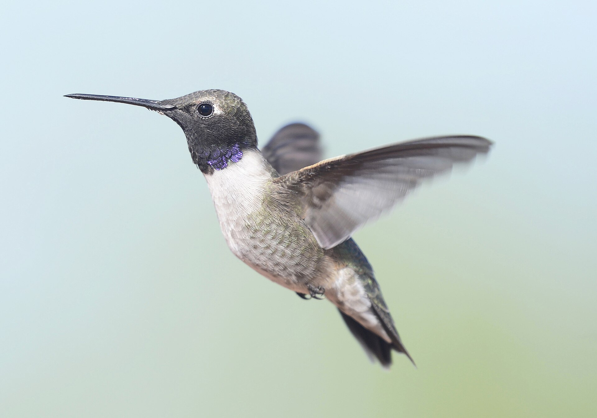 Black-chinned Hummingbird ()