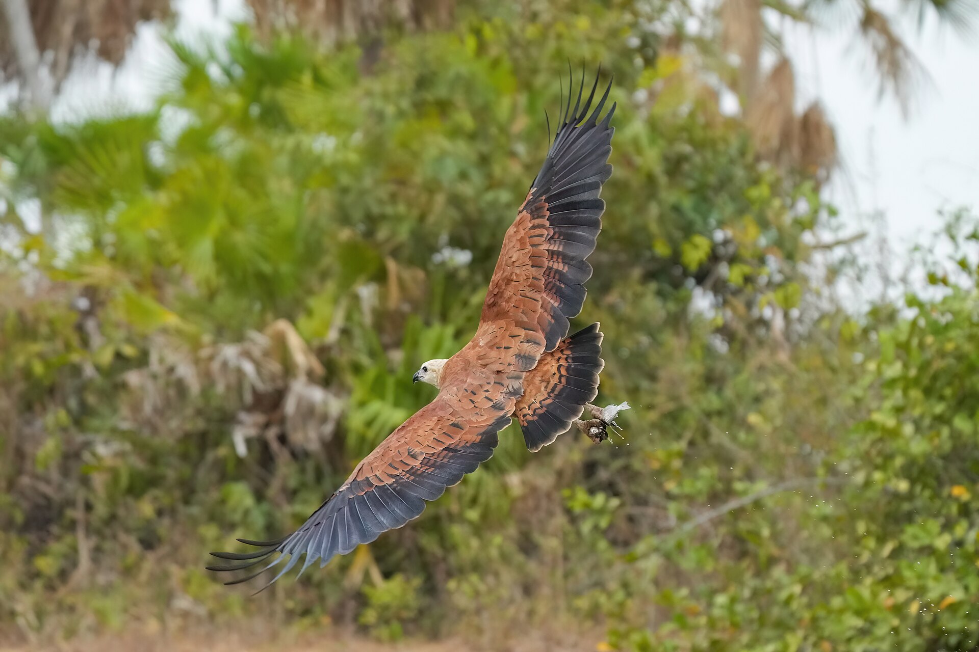 Black Collared Hawk Black Collared Hawk (Busarellus nigricollis)