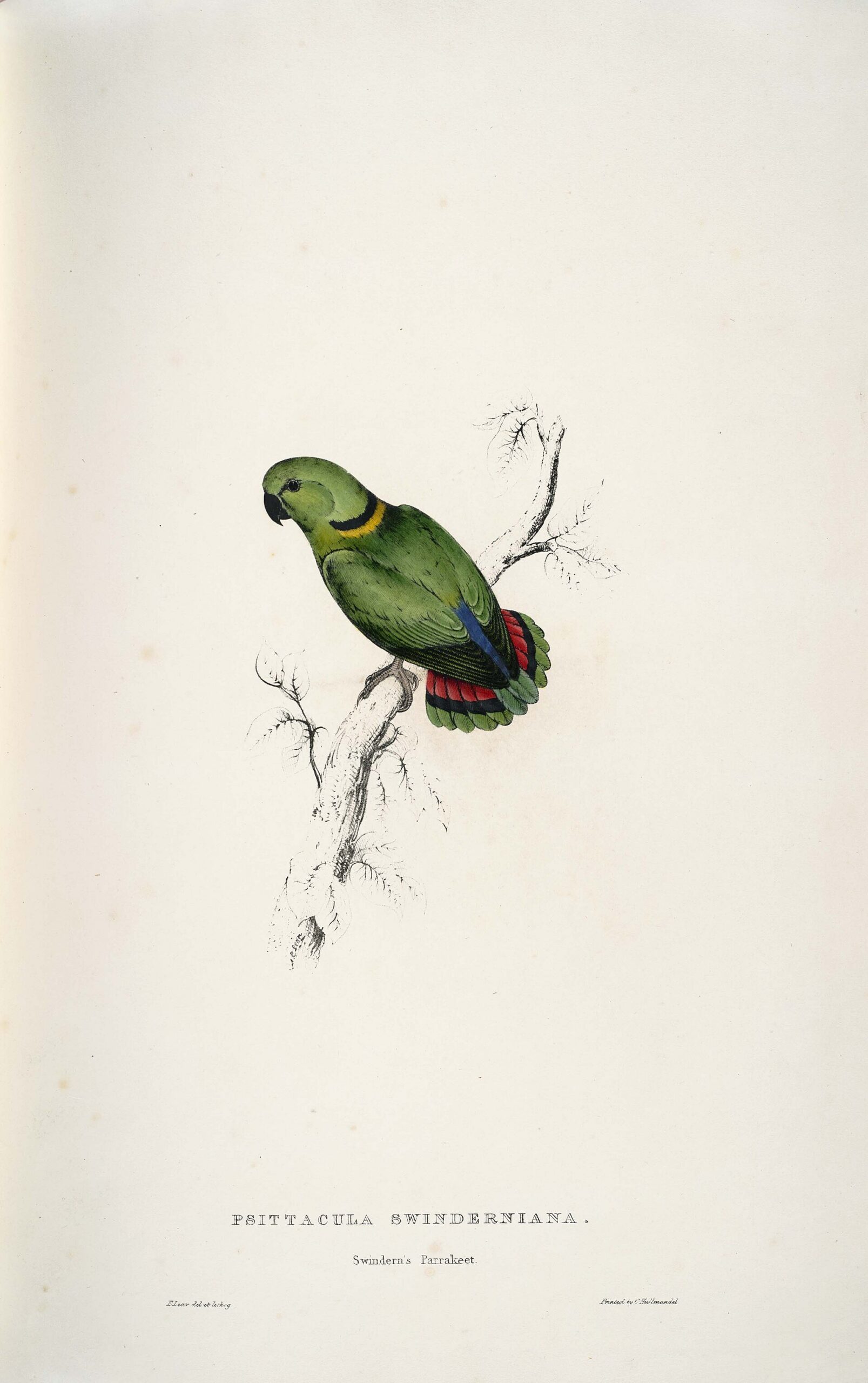 Black-collared Lovebird (Agapornis personata)