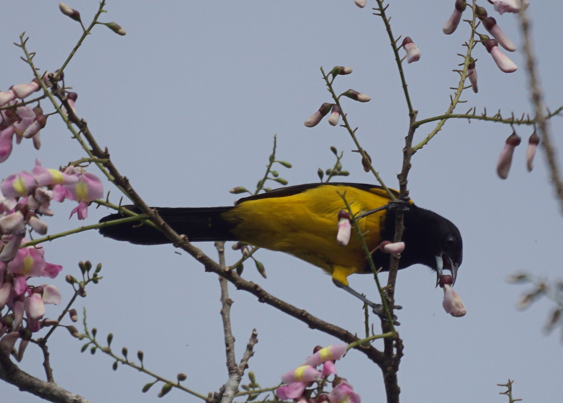 Black-cowled Oriole Black-cowled Oriole (Icterus prosthemelas)