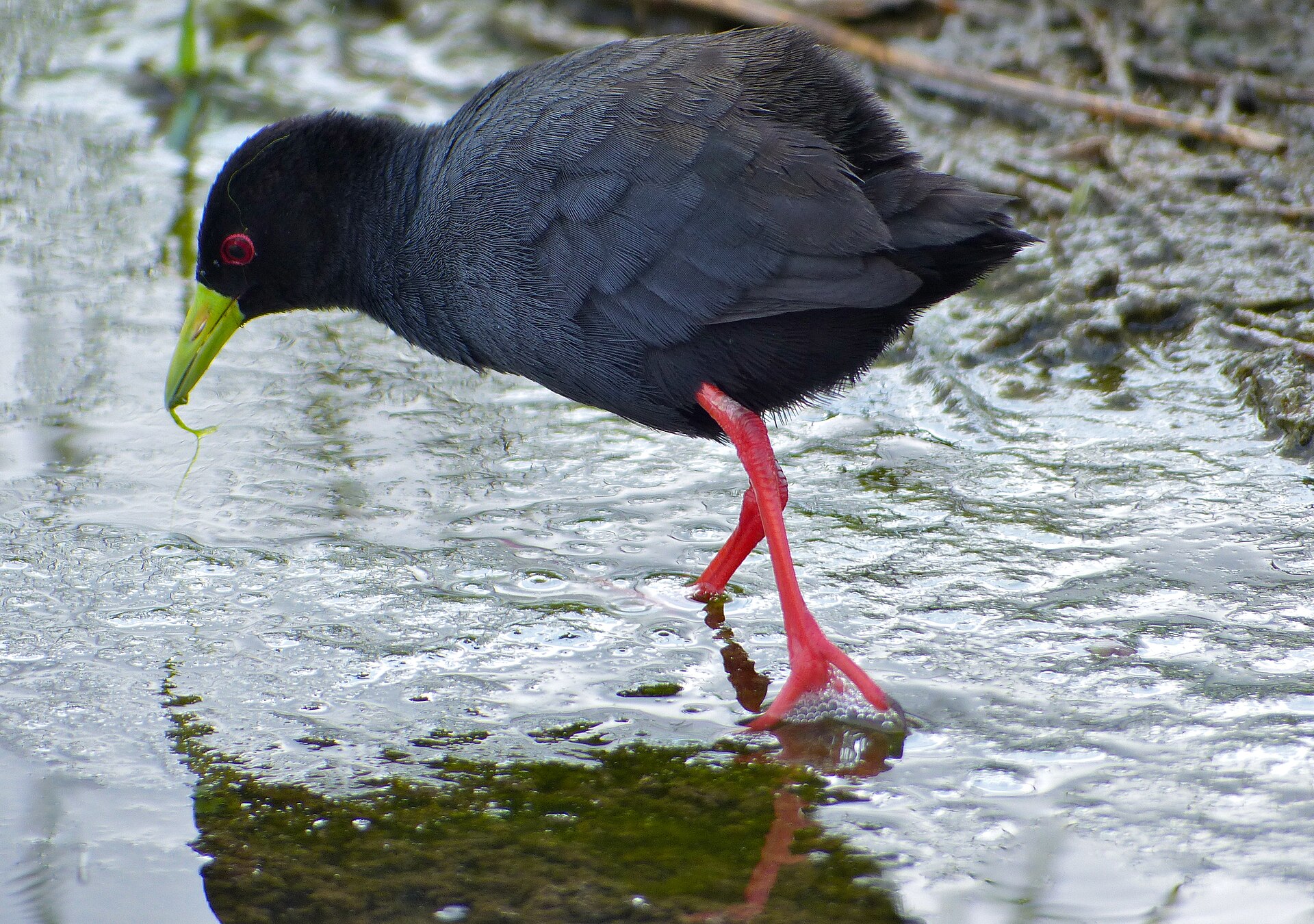 Black Crake (Zapornia flavirostra)