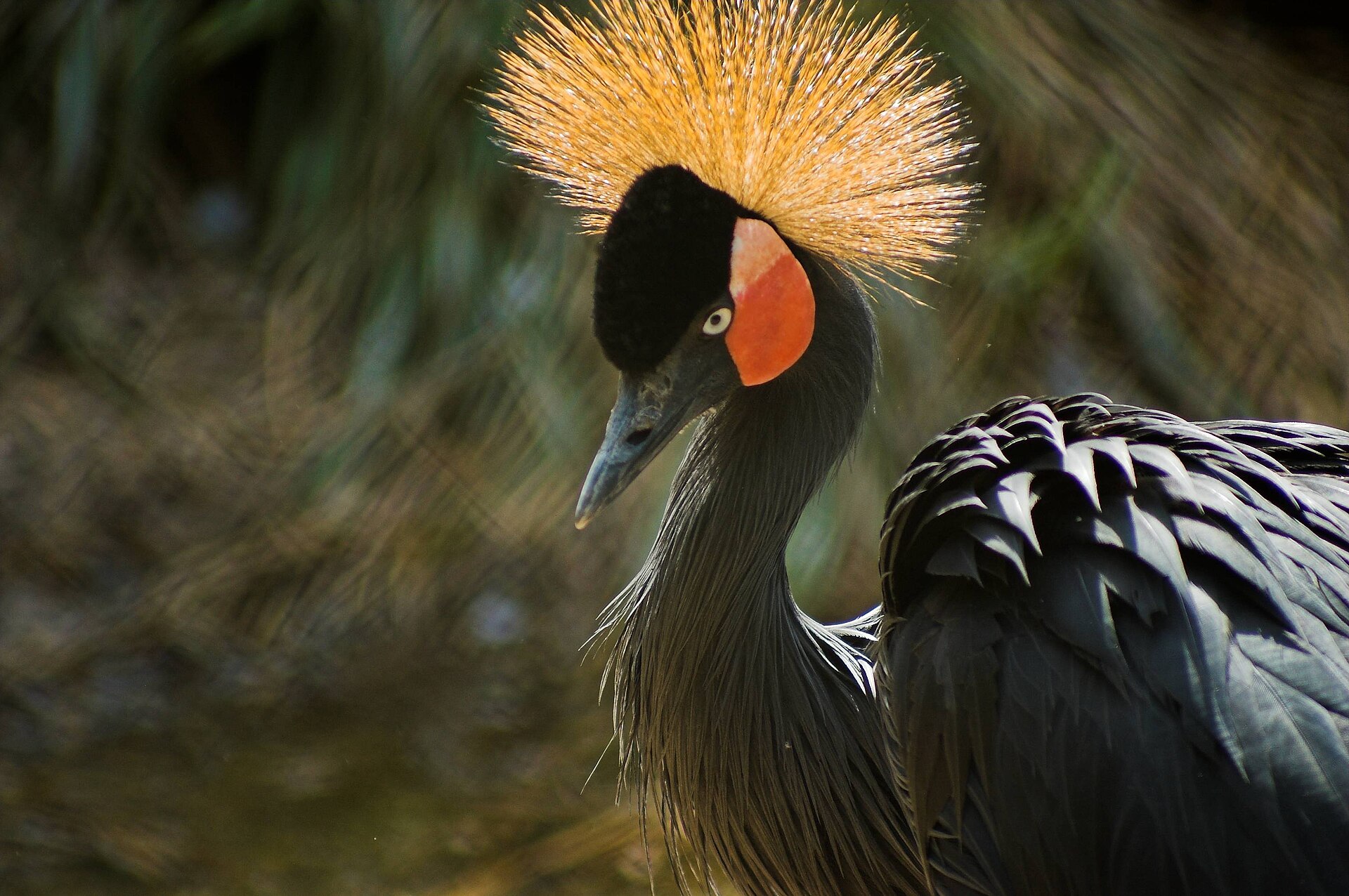 Black Crowned Crane ()