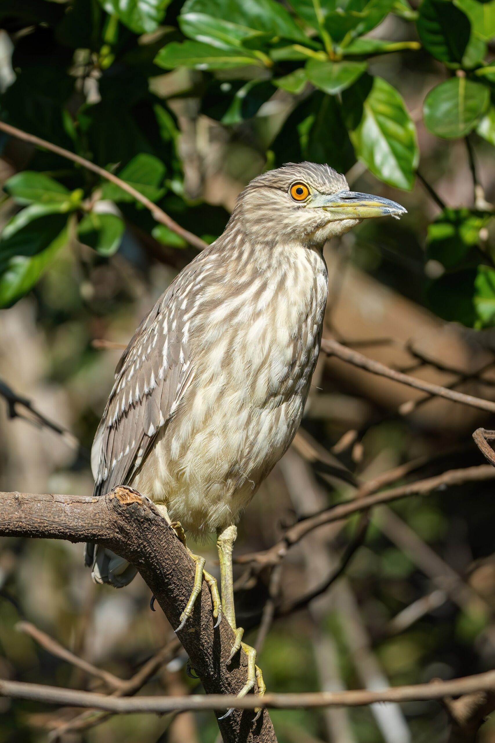 Black-Crowned Night Heron (Nycticorax nycticorax)