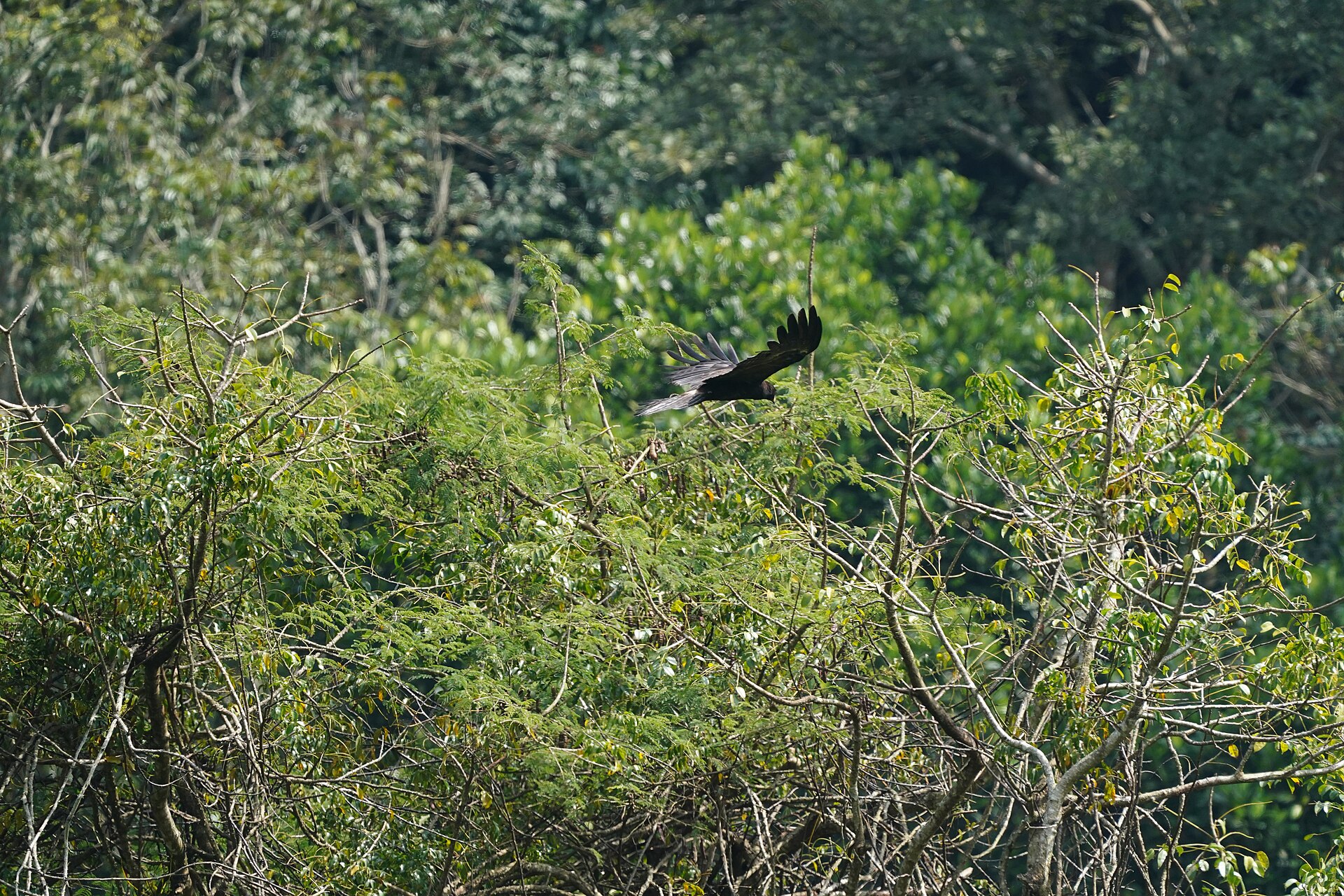 Black Eagle Black Eagle (Circaetus pectoralis)