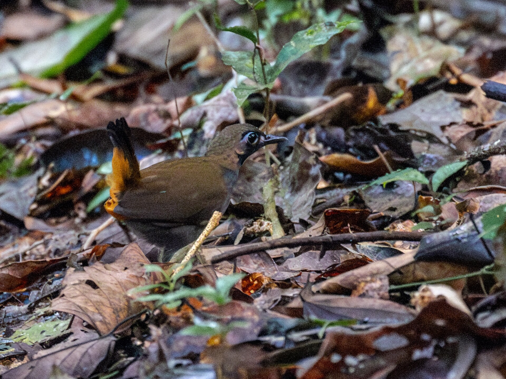 Black-faced Antthrush ()