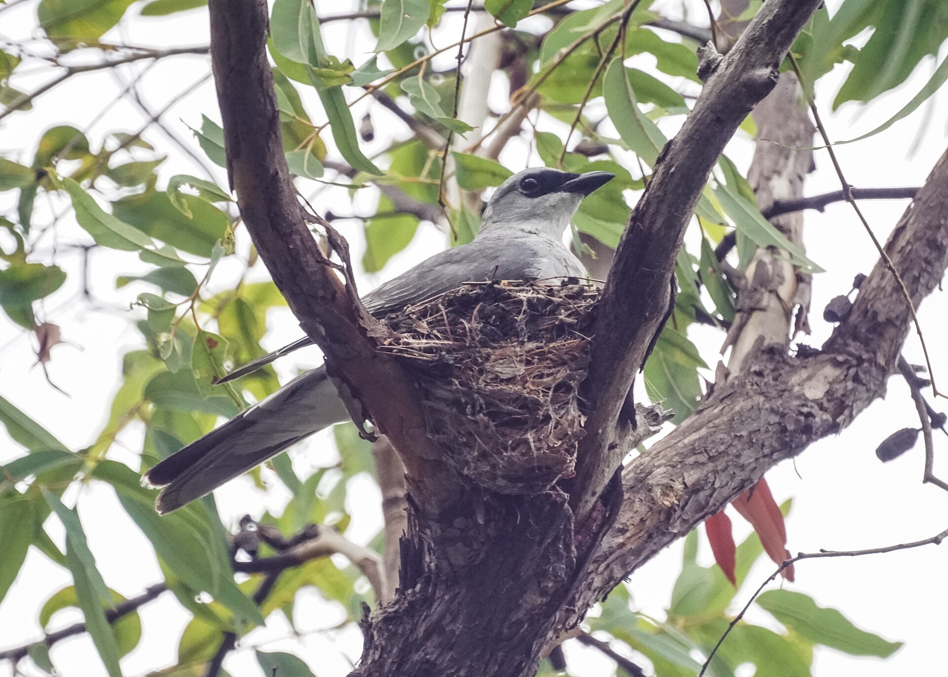 Black-faced Cuckoo-shrike Black-faced Cuckoo-shrike (Coracina novaehollandiae)
