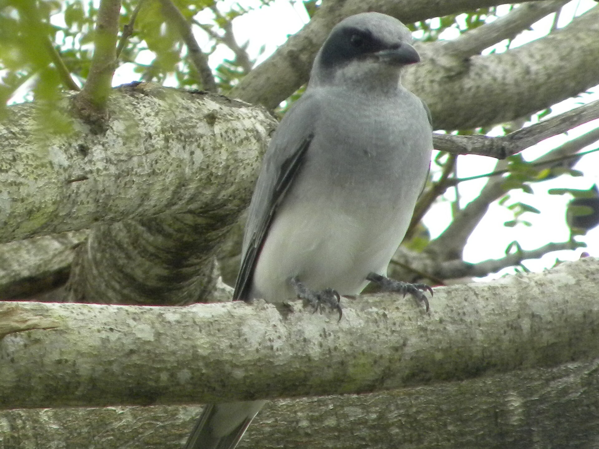 Black-faced Cuckooshrike (Coracina novaehollandiae)