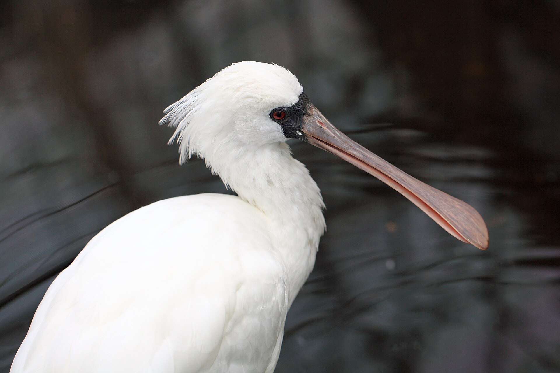 Black-faced Spoonbill ()