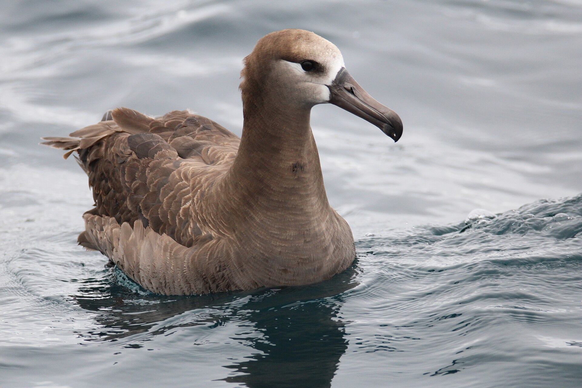 Black-footed Albatross (Phoebastria nigripes)