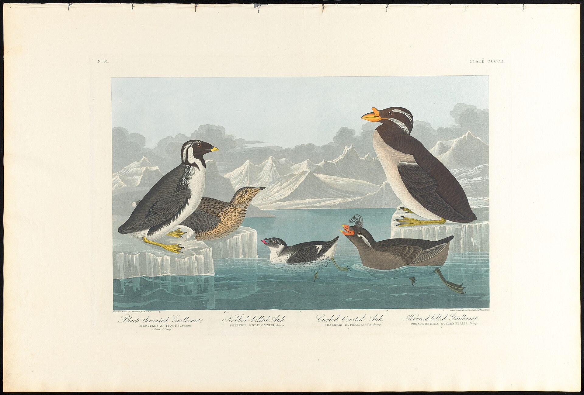 Black Guillemot Identification ()