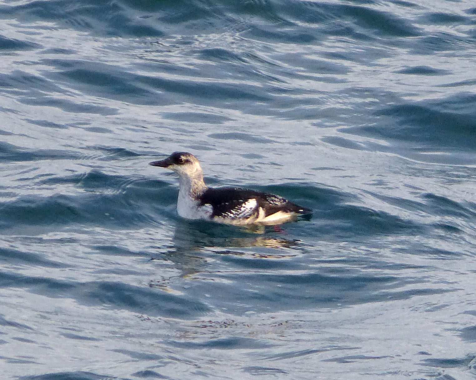 black guillemot