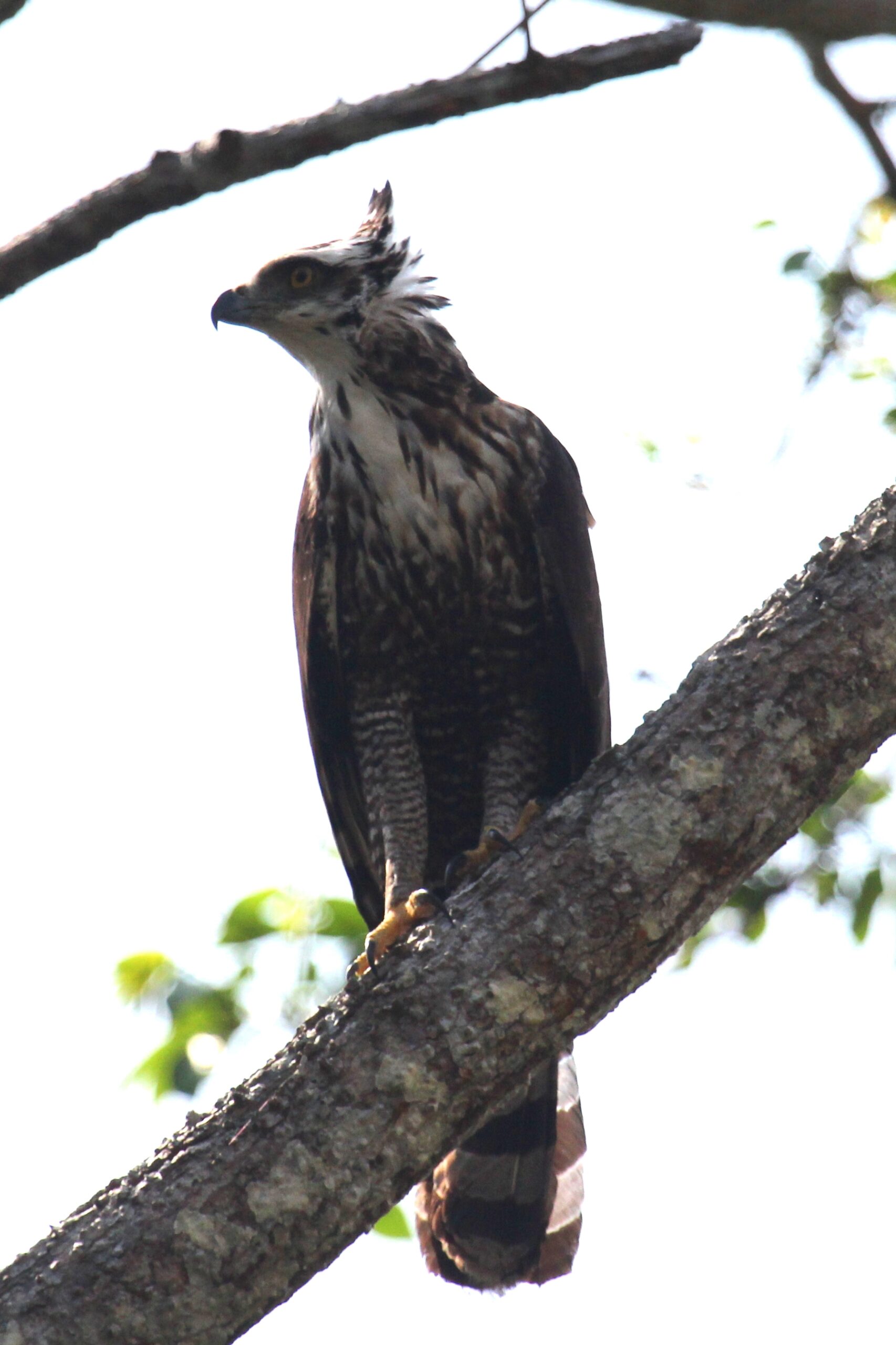Black Hawk-Eagle (Spizaetus tyrannus)