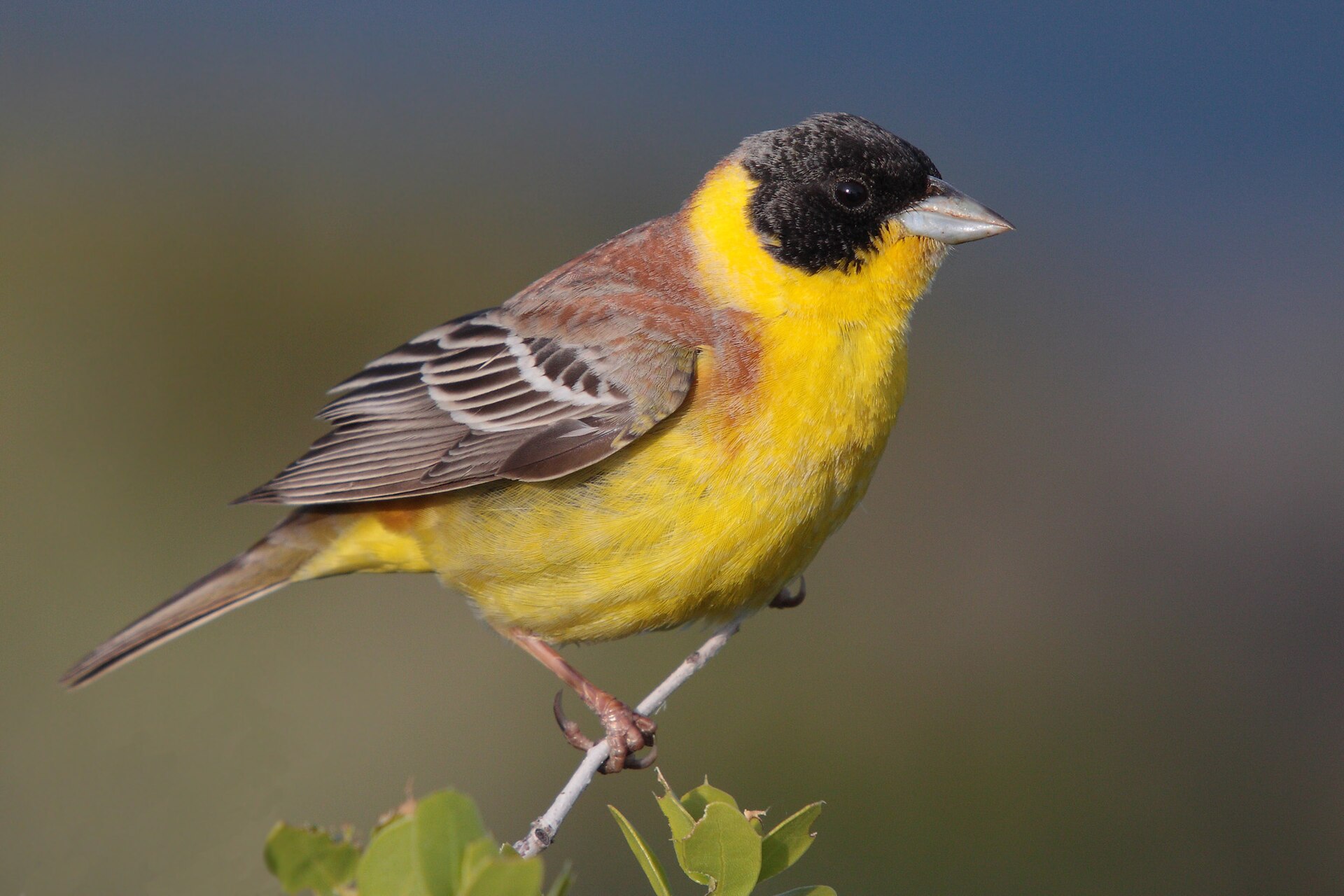 Black-headed Bunting Black-headed Bunting (Emberiza melanocephala)