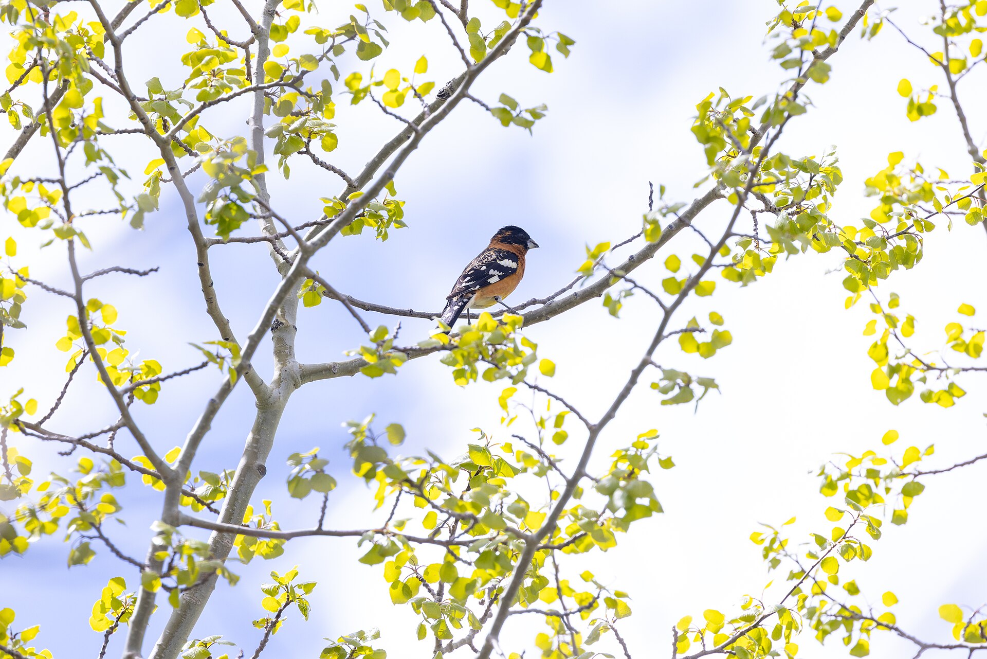 Black-headed Grosbeak ()