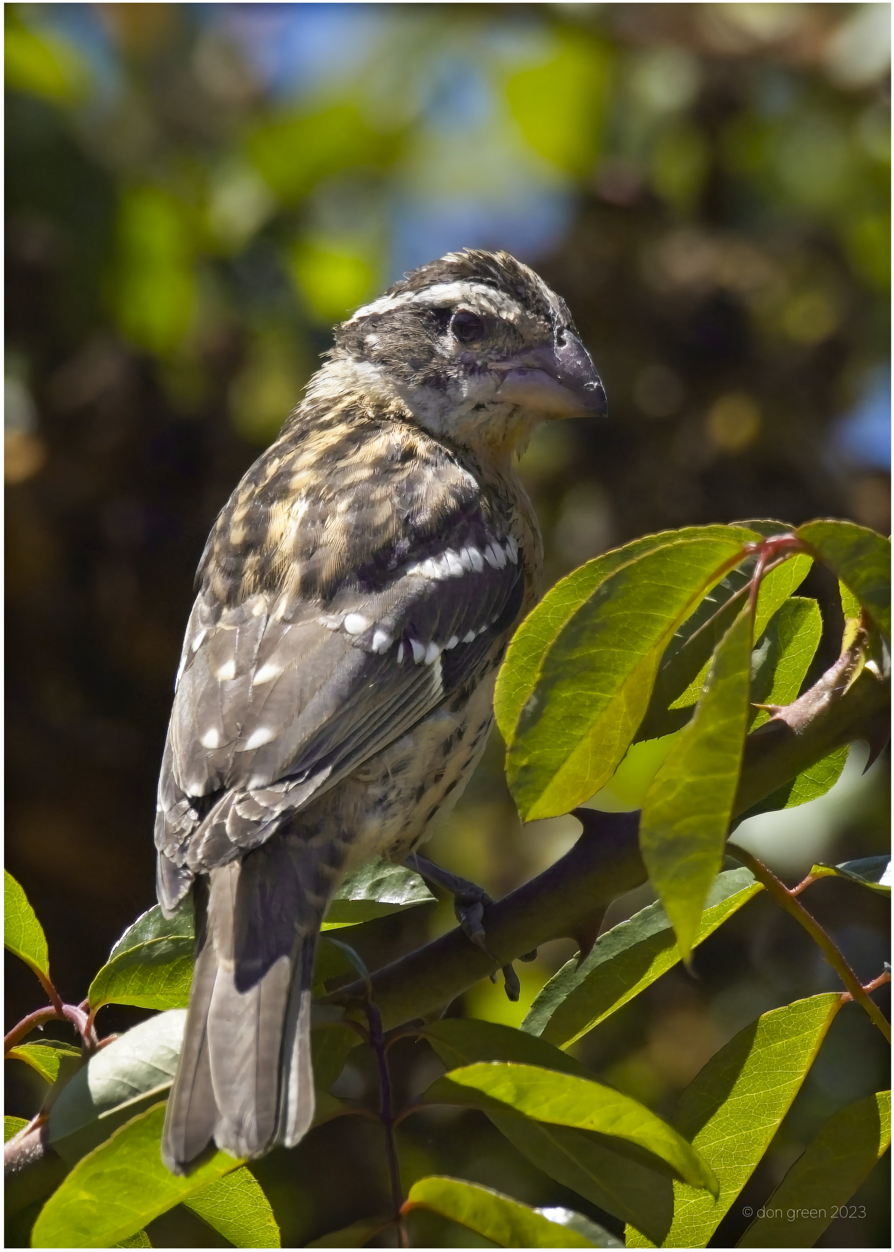 black headed grosbeak