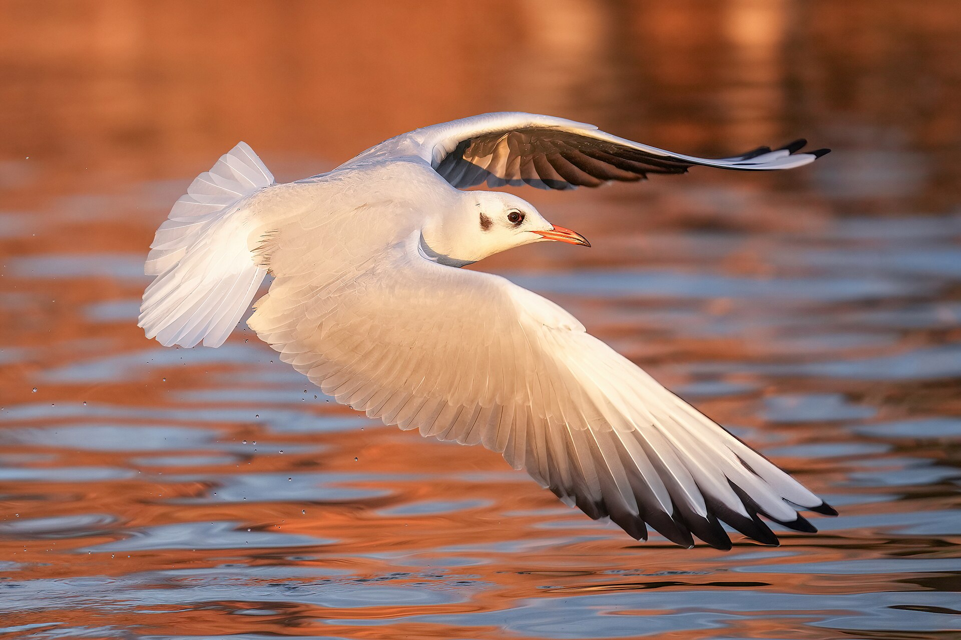 Black-headed Gull (Chroicocephalus ridibundus)