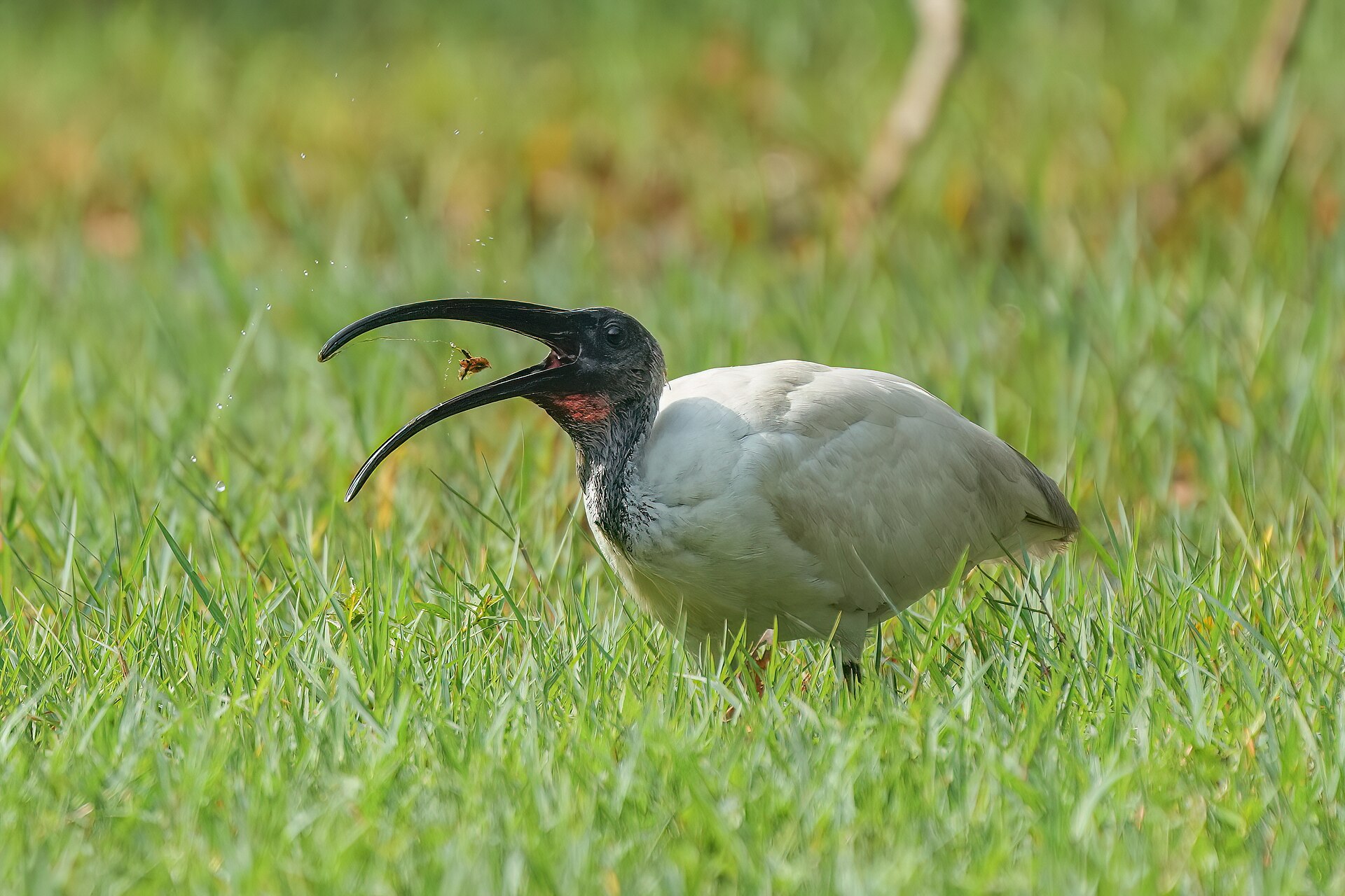 Black-headed Ibis (Threskiornis melanocephalus)