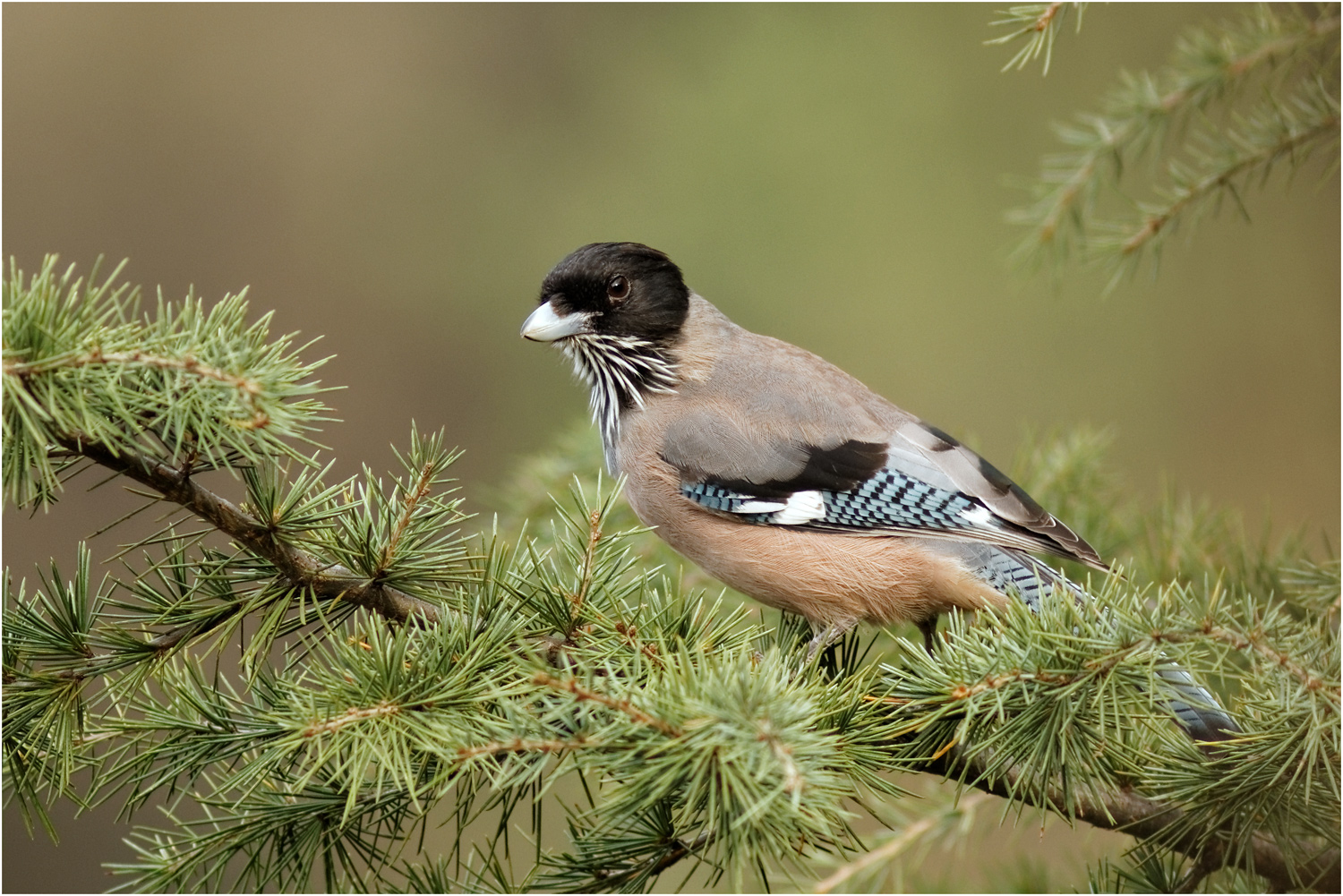 Black-headed Jay (Garrulus lanceolatus)