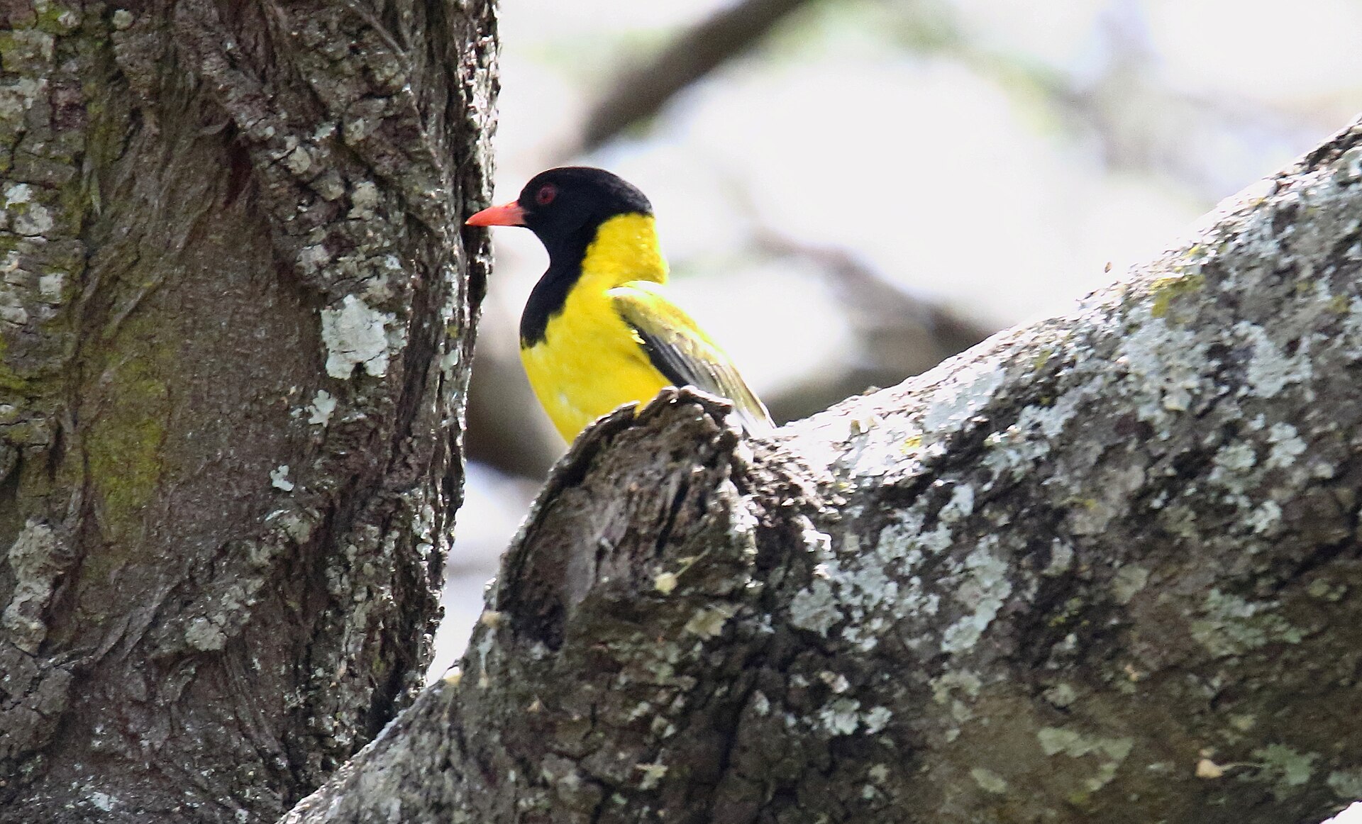 Black-headed Oriole (Oriolus larvatus)