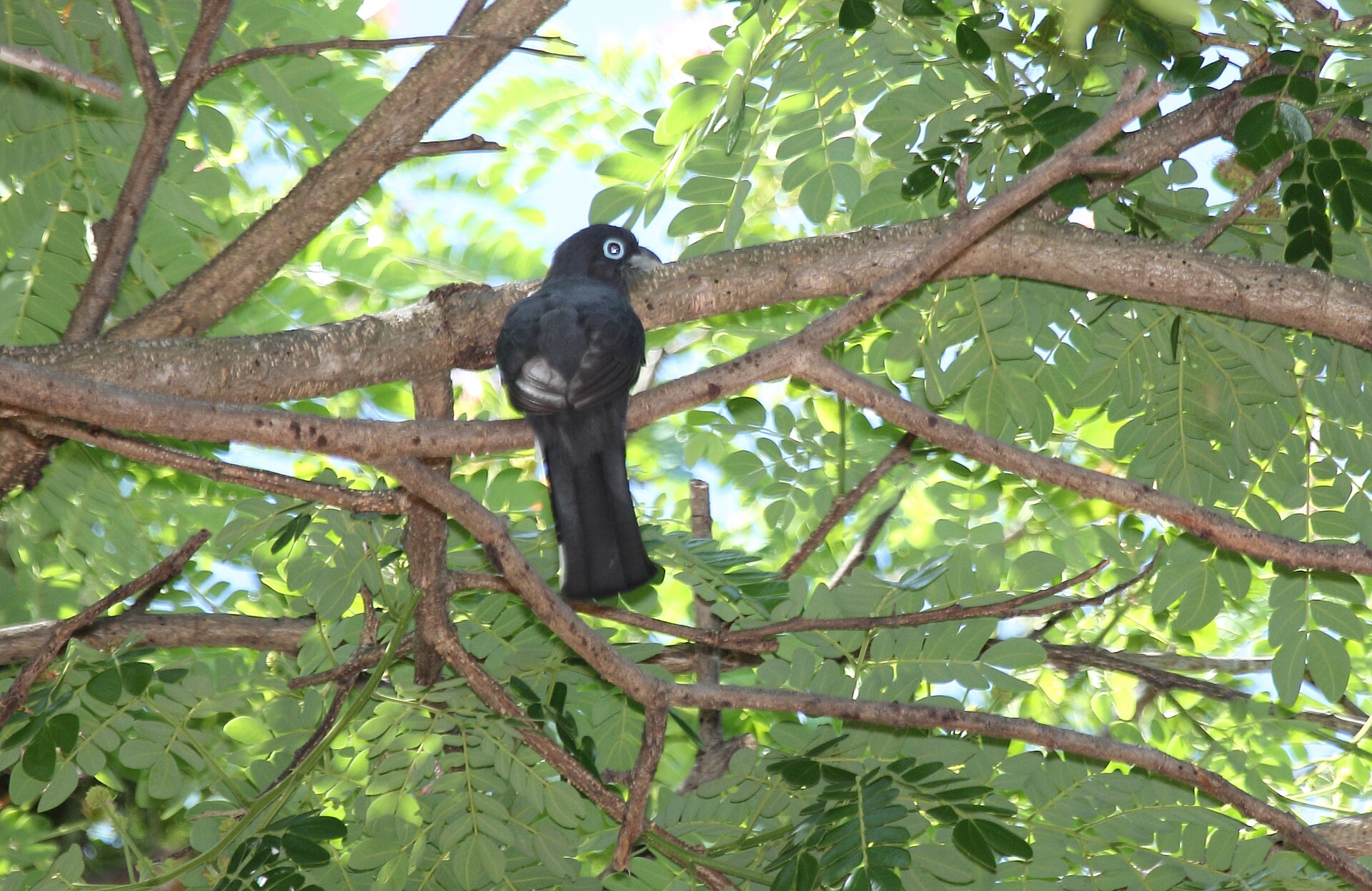 Black-headed Trogon Black-headed Trogon ()